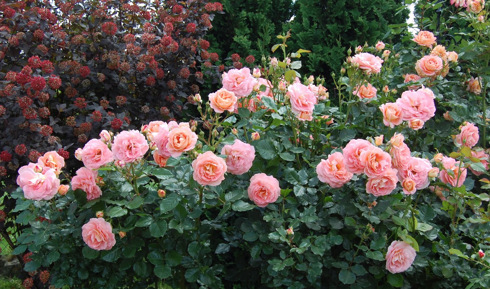 роза ренессанс фото