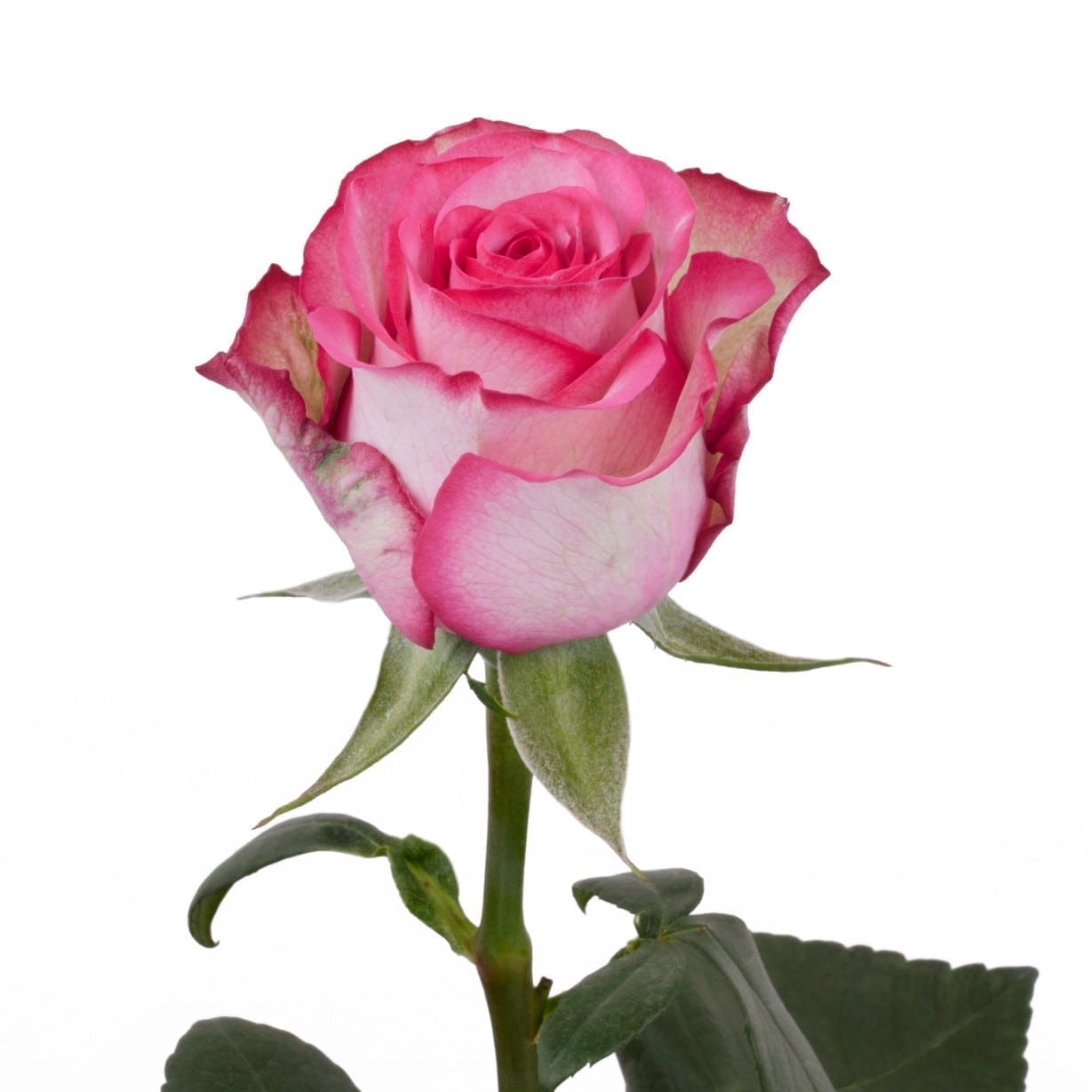 Купить розы поштучно недорого. Сорт розы Карусель.