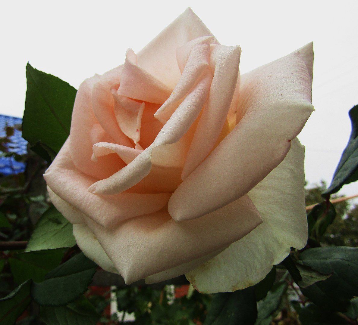 Роза чайно-гибридная Версилия