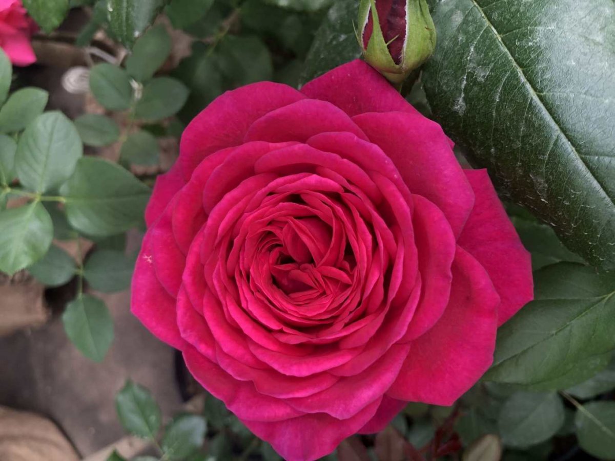Сорт розы эсмеральда фото и описание
