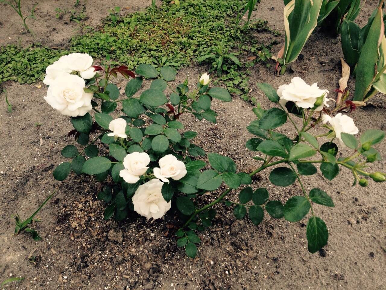 Саженцы белой розы