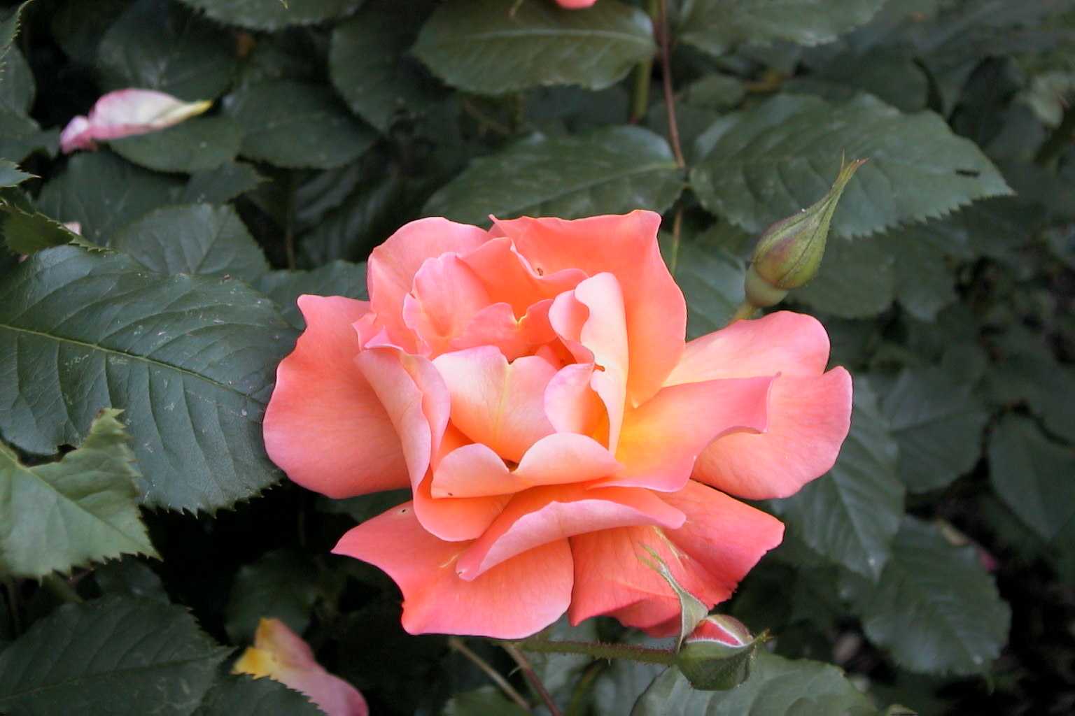 Роза флорибунда (Rosa Circus) Окс
