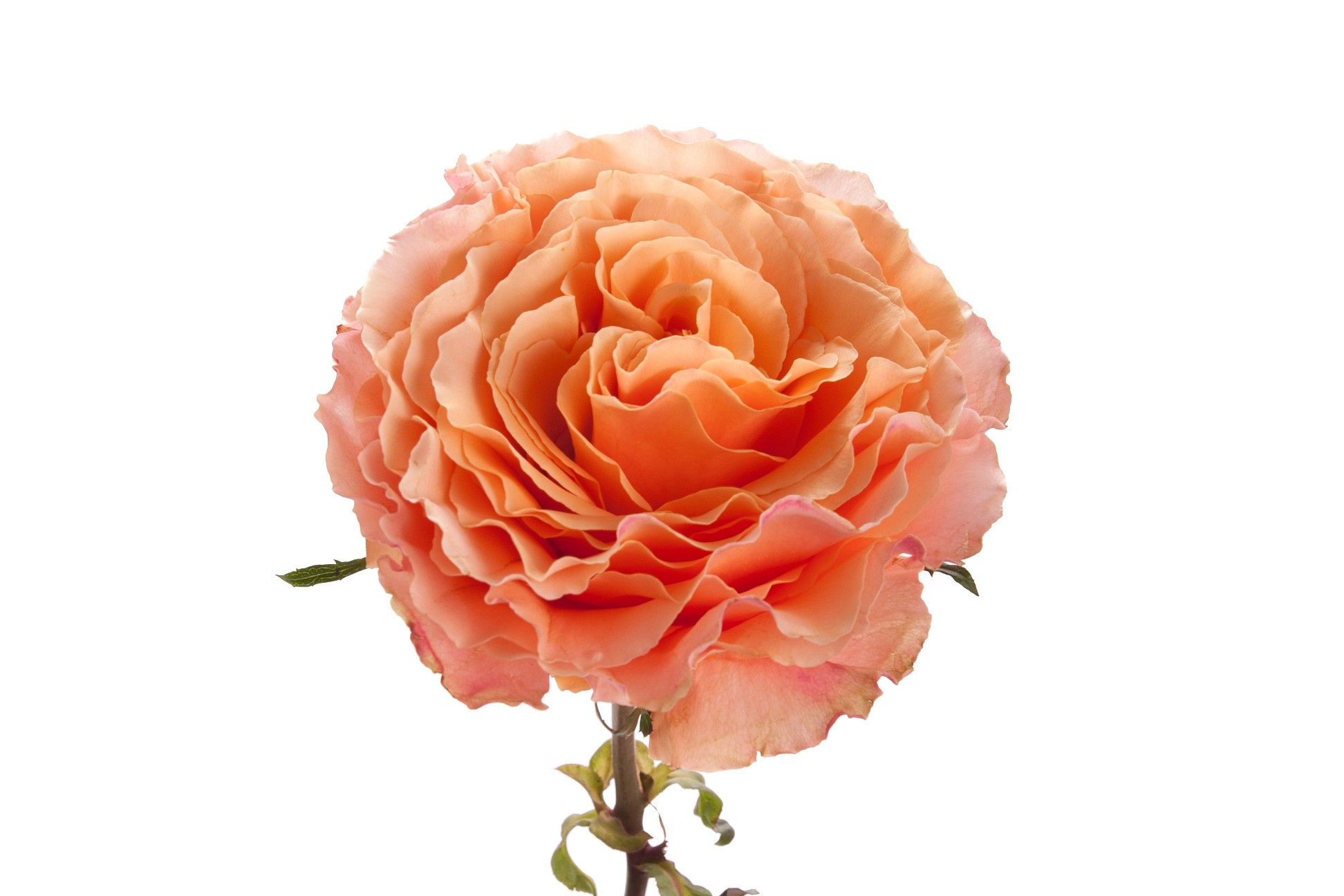 Mayra Peach роза