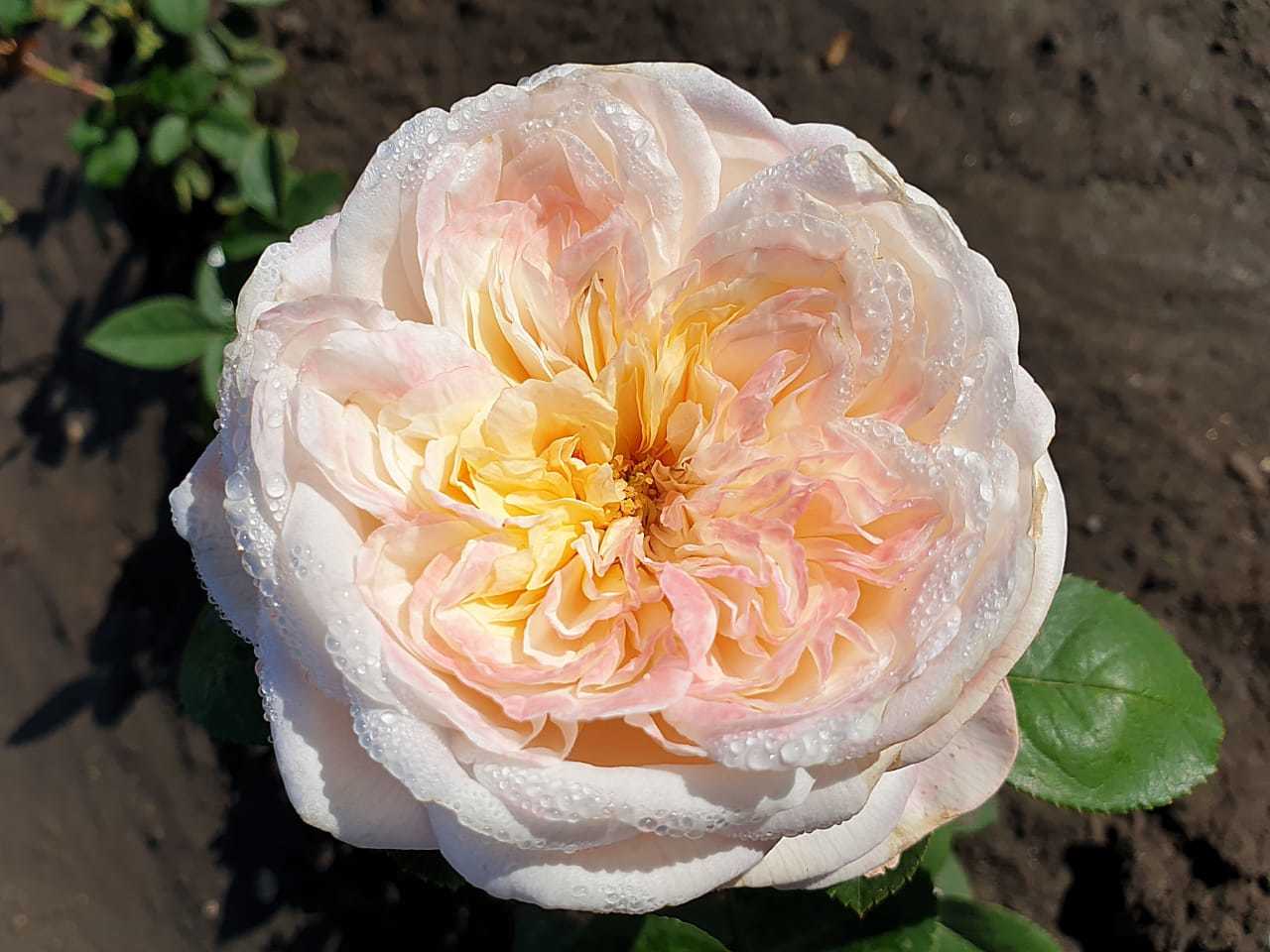 Сенлитсу роза японская