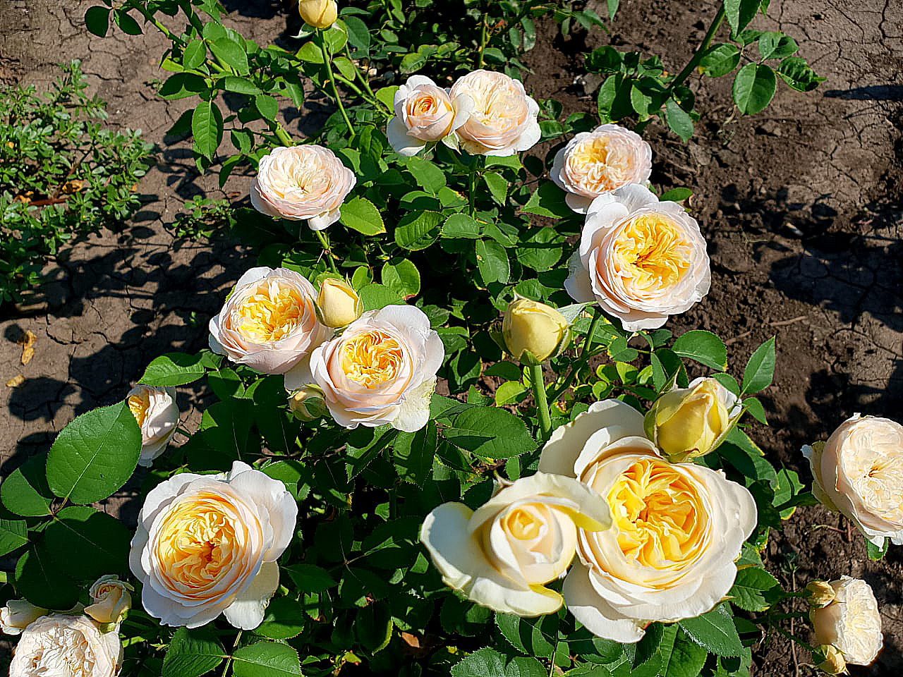 Роза сорт Campanella Peach