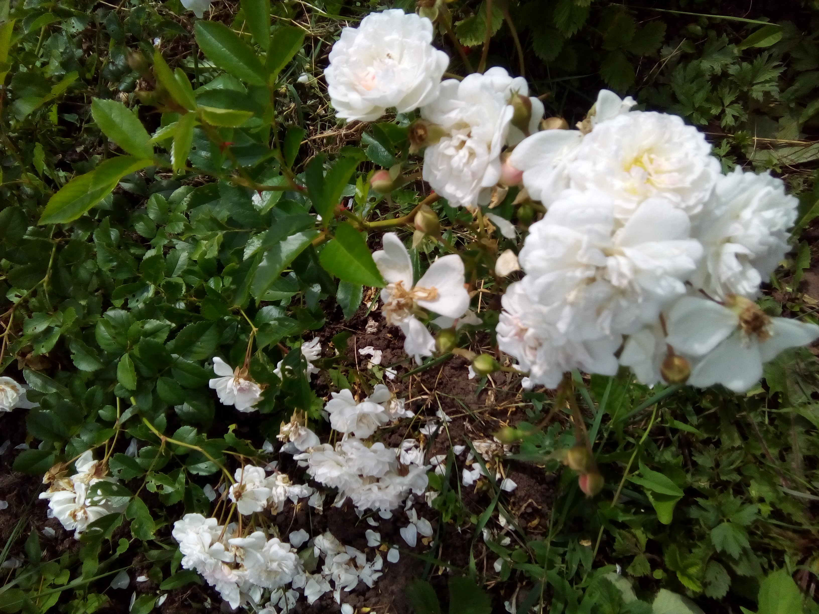 Почвопокровная роза Snowfield