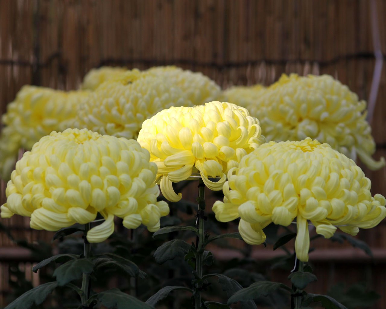 Императорский цветок Японии Хризантема жёлтая
