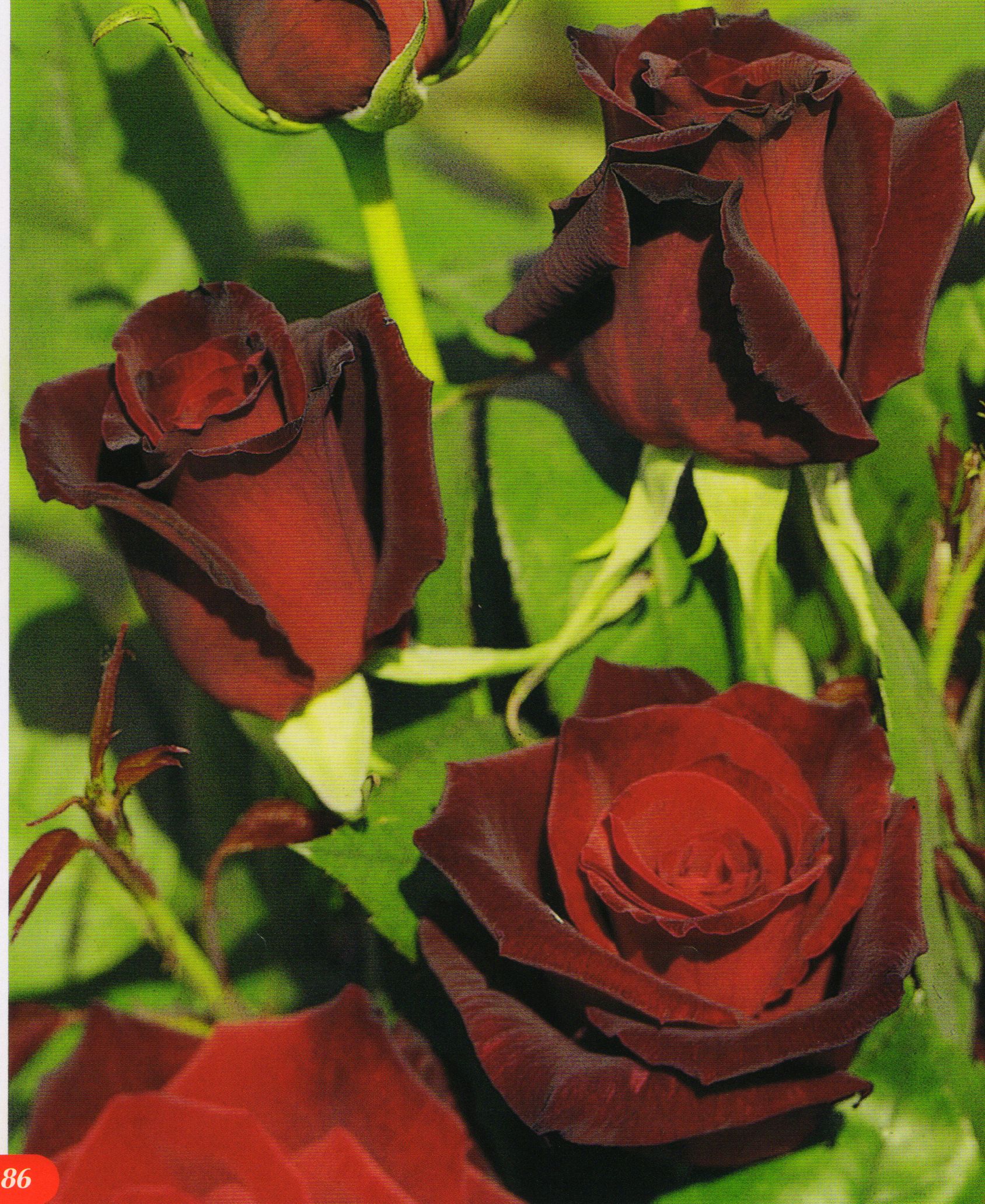 Роза чайно-гибридная Баркароле темно-красный