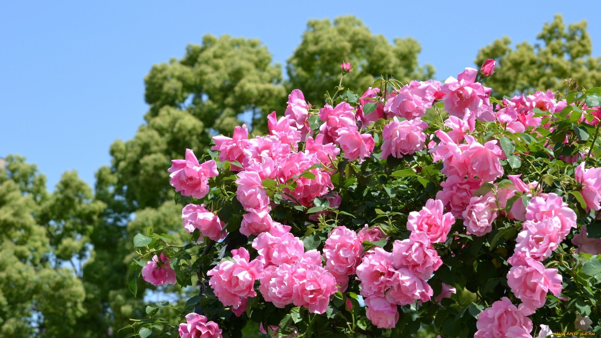 Кустовая роза азора фото