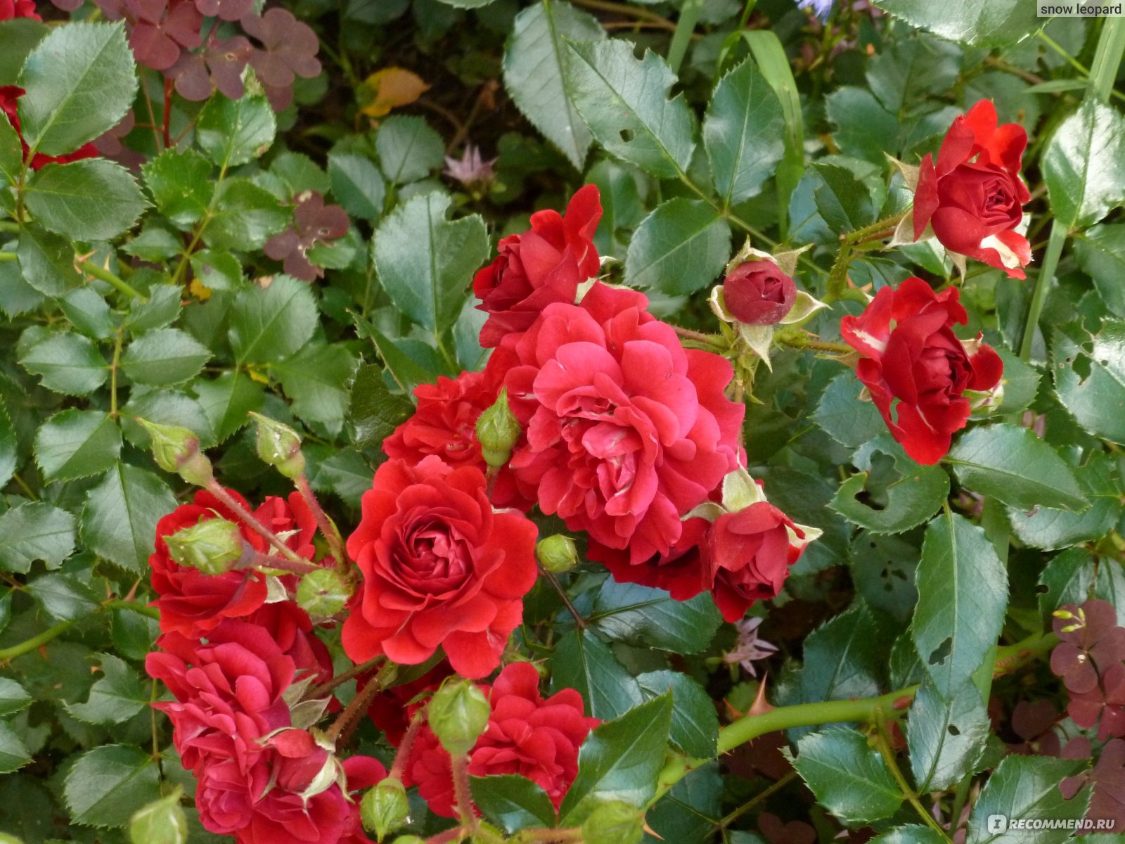 Почвопокровные розы Хеллоу Скарлет