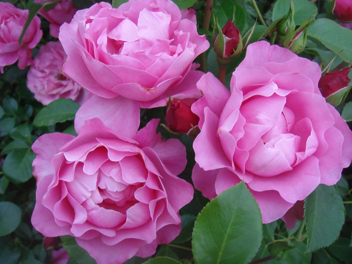 Сорта роз розового цвета с описанием и фото