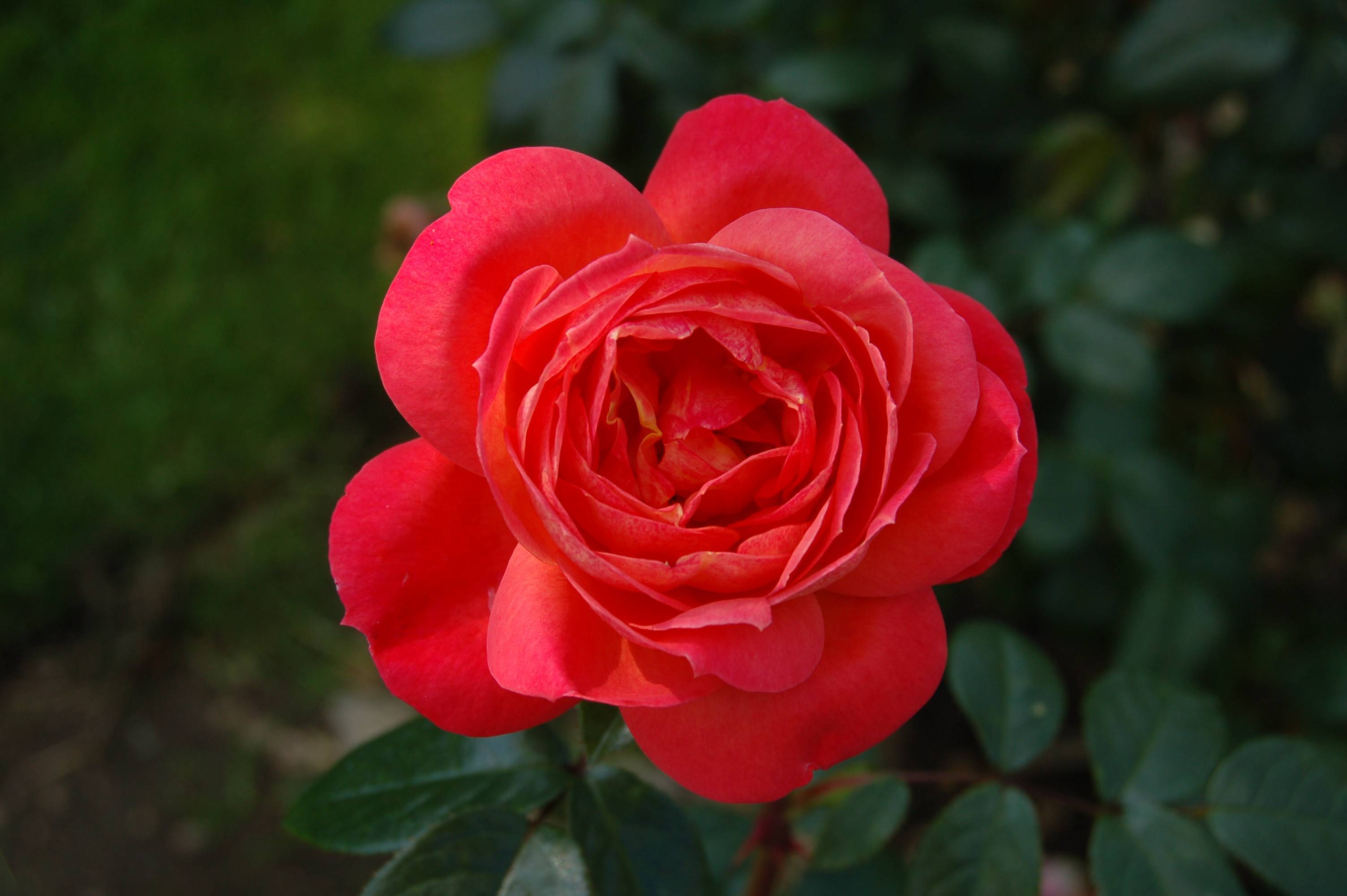роза хартс фото