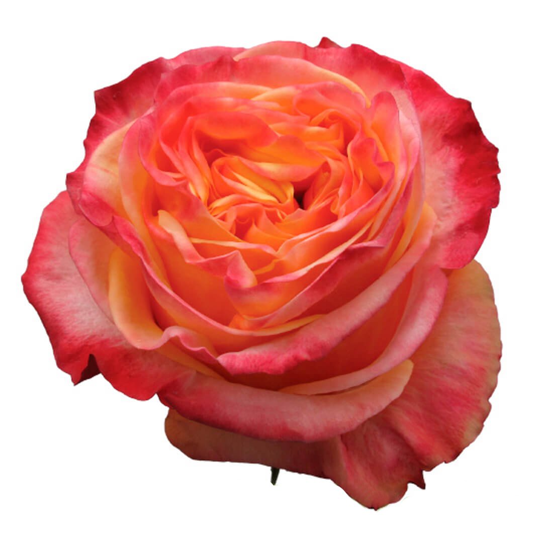 роза hearts эквадор