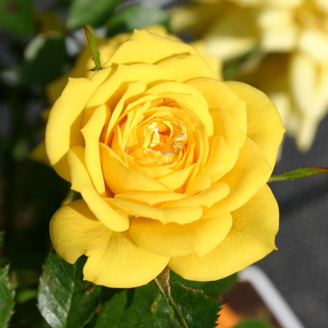 Роза миниатюрная голджувел