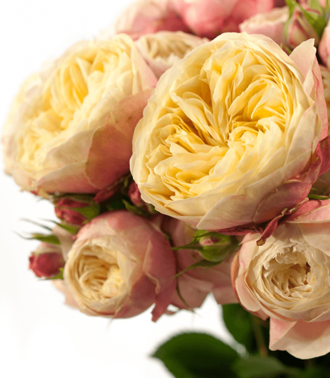 Викториан Классик Victorian Classic роза