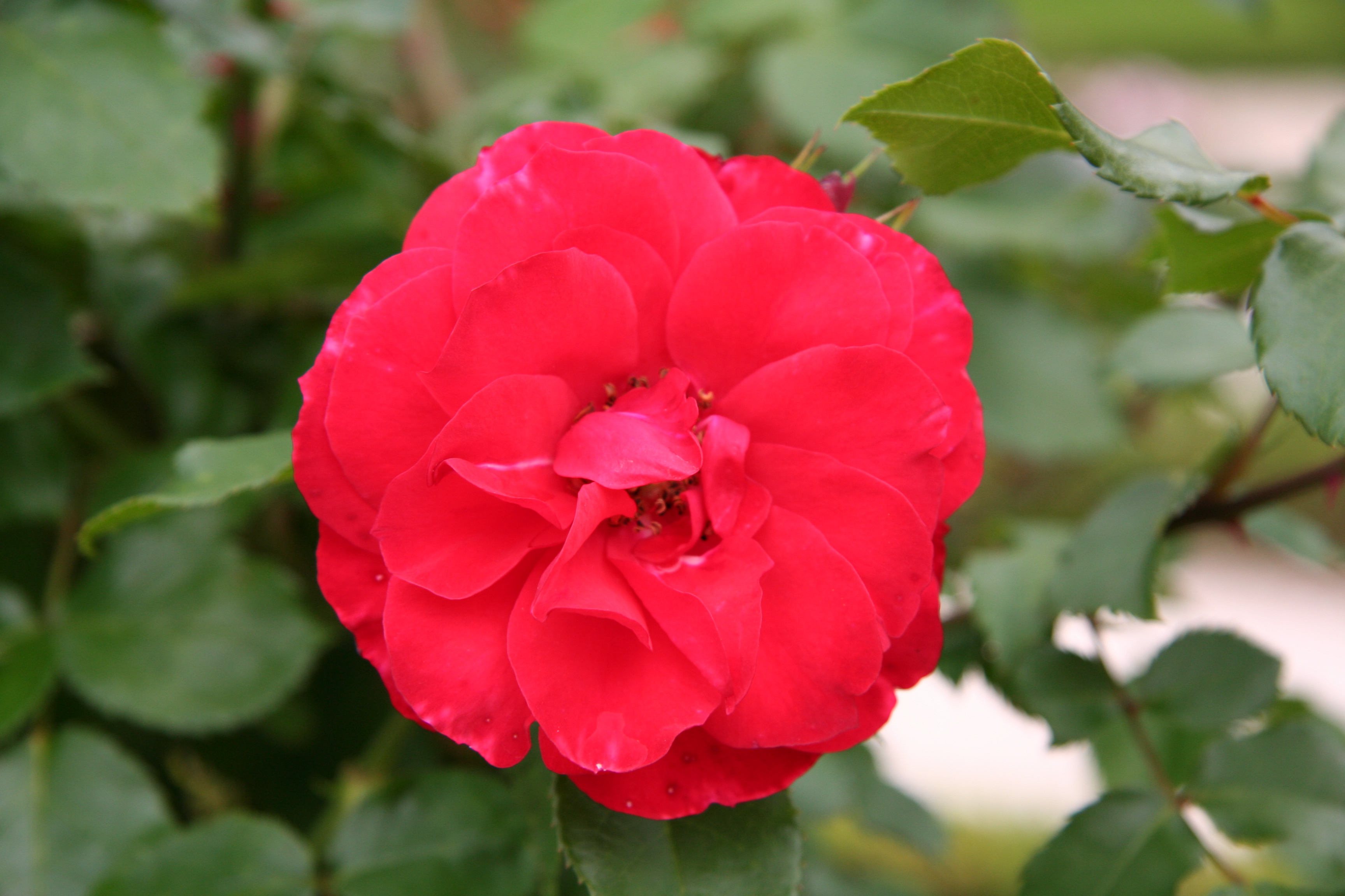 Фиалки плетистая роза фото и описание