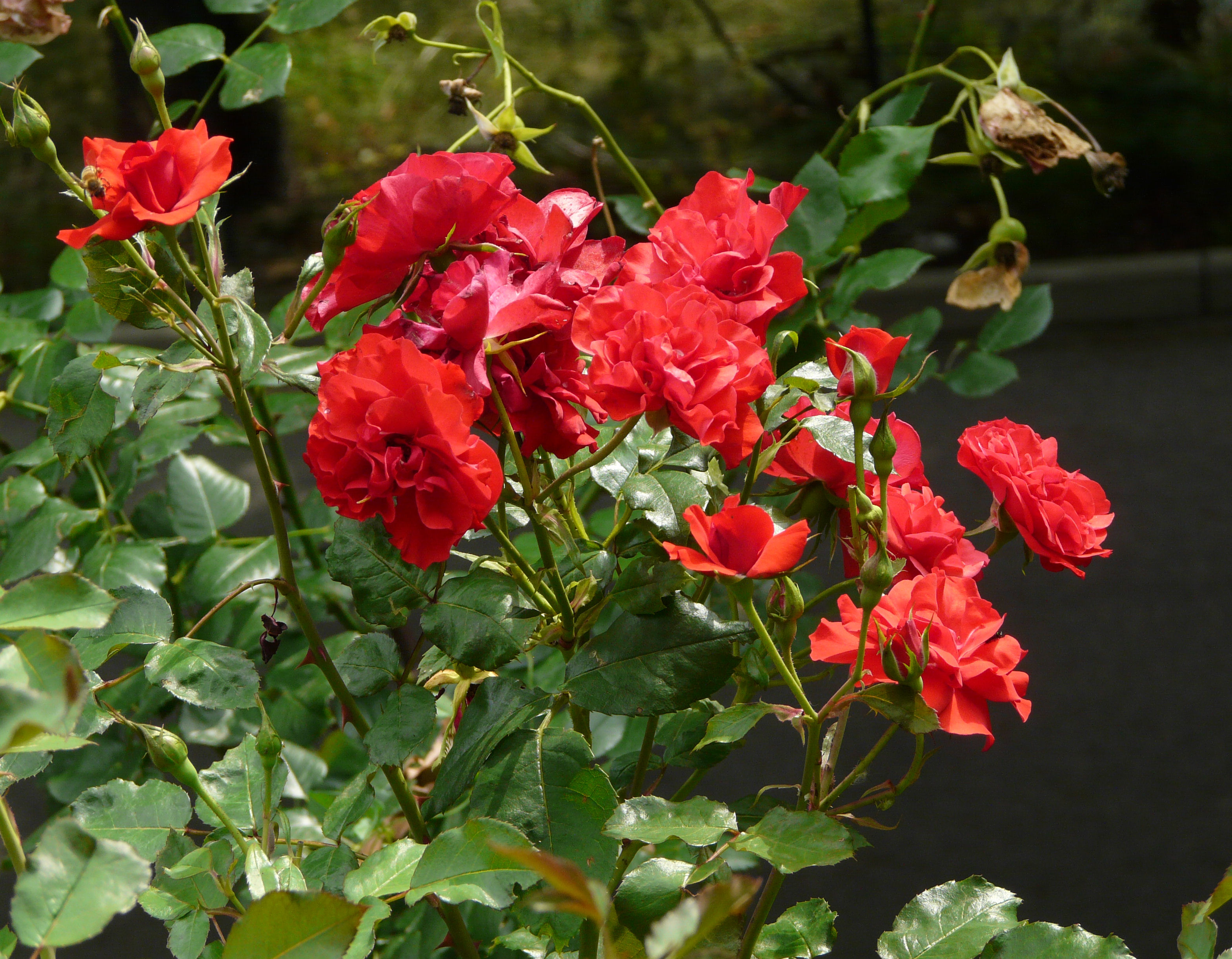 Роза флорибунда никколо паганини фото и описание