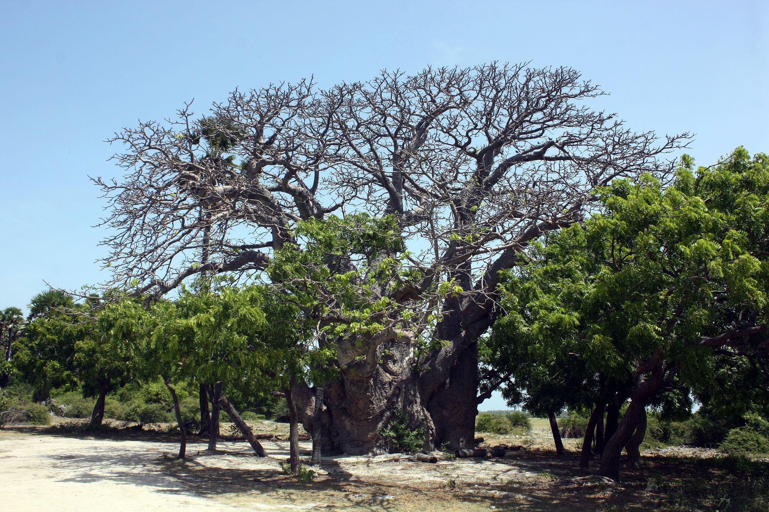 Амбхалабхара дерево фото википедия