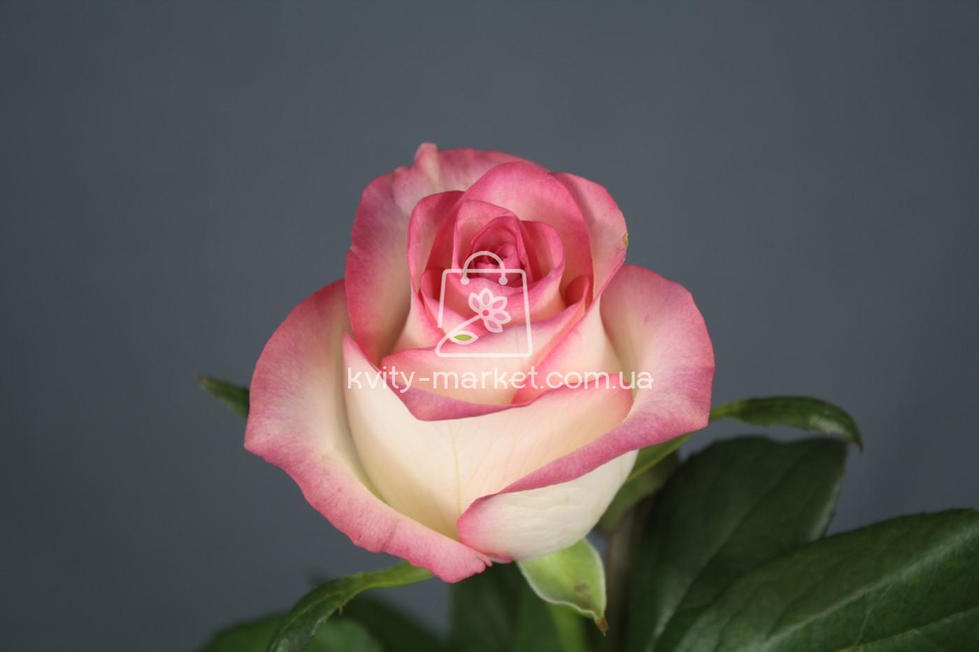 Розебук Александрова роза Джумилия (Jumilia)