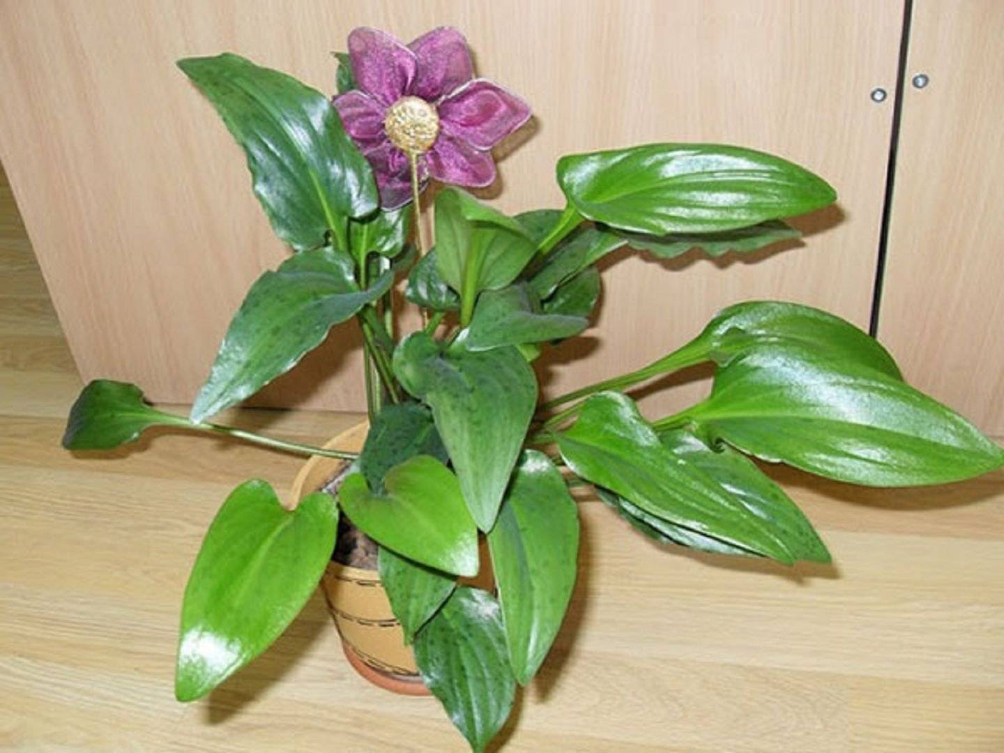 Комнатный цветок дримиопсис фото и описание