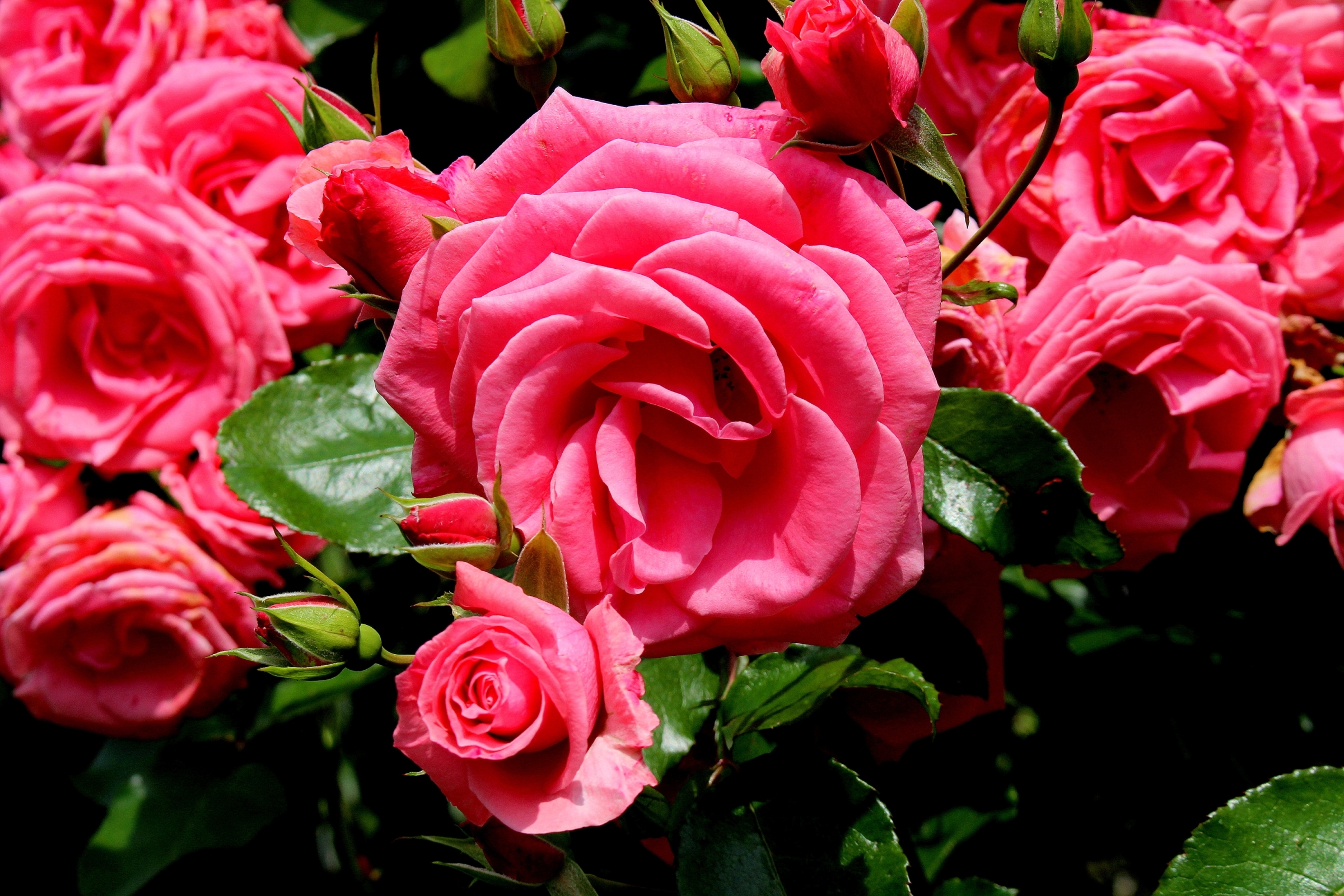 Фотки красивых роз. Красивые розы.
