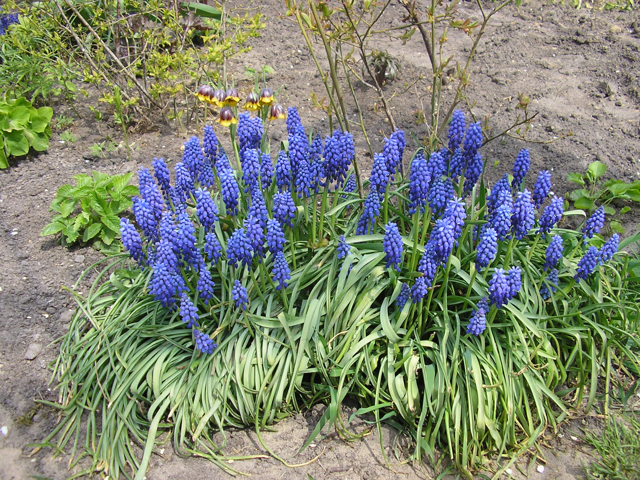 Садовый цветок синий. Мышиный гиацинт мускари. Armeniacum мускари. Мускари (мышиный гиацинт) армянский. Мускари Арменикум Muscari armeniacum.