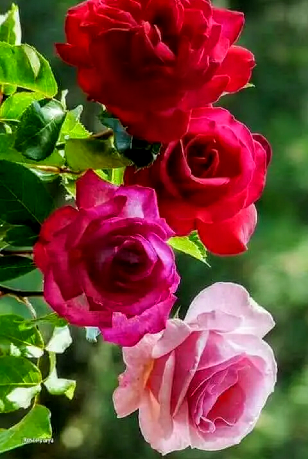 Чайный гибрид роза плетистая