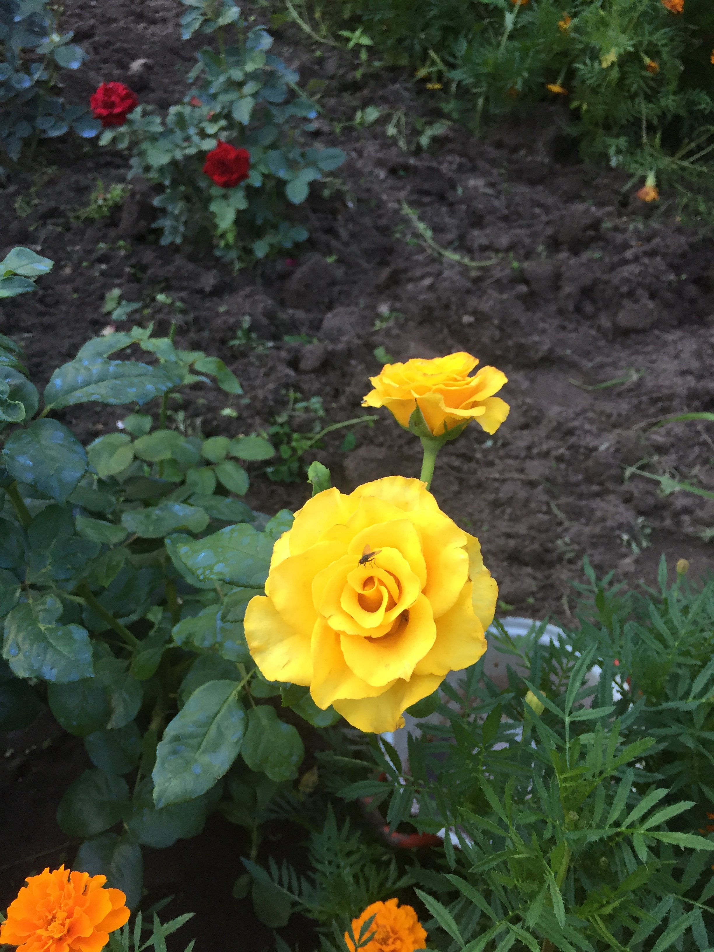 Роза Эль Торо в саду