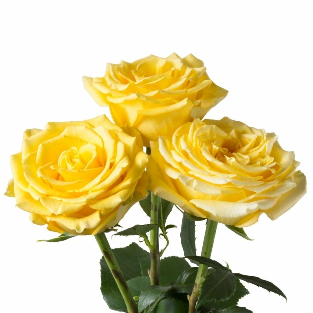 Роза бикини Эквадор