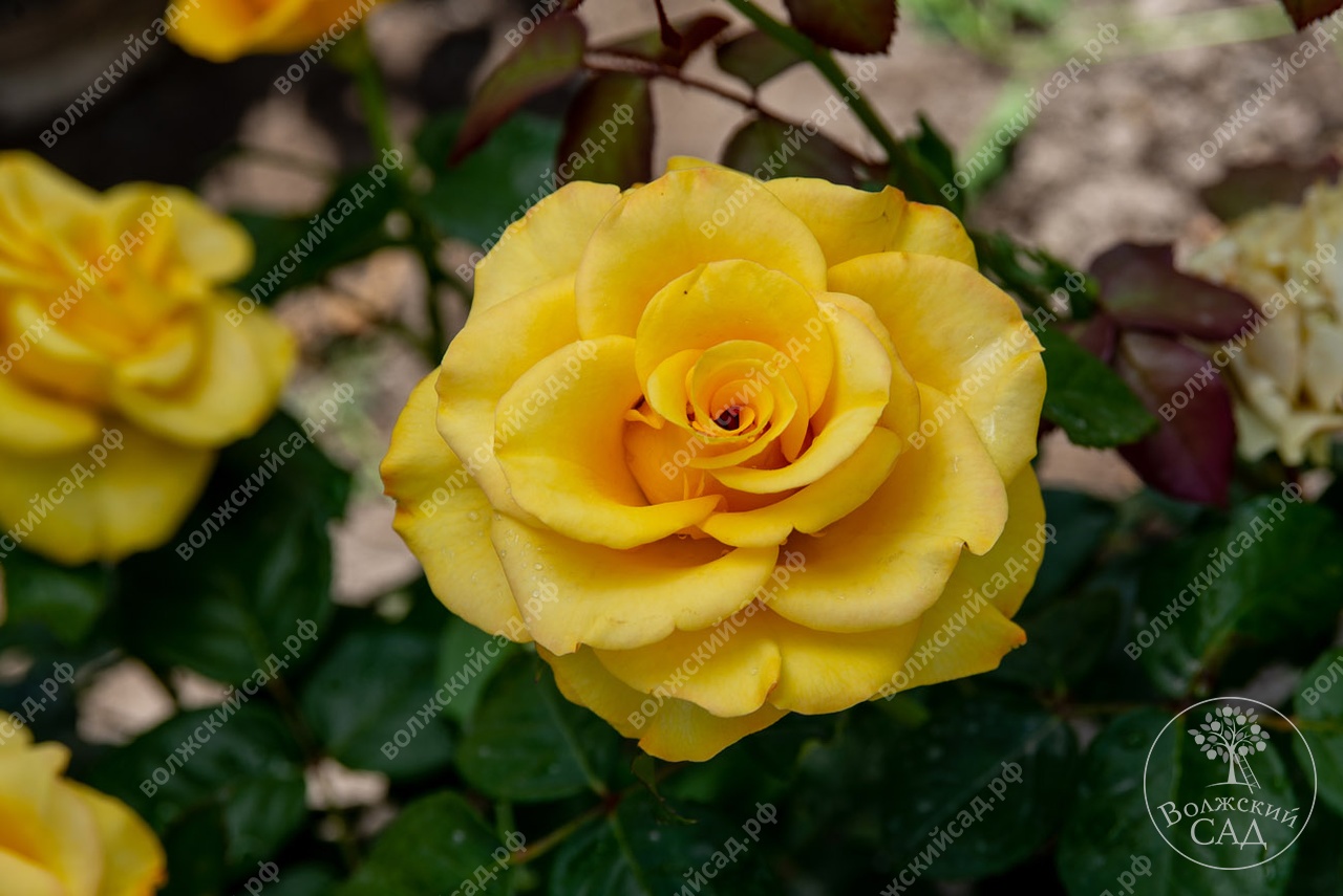 Роза Йеллоу Мэджик (ч-гибрид, желт) (вс001-260)