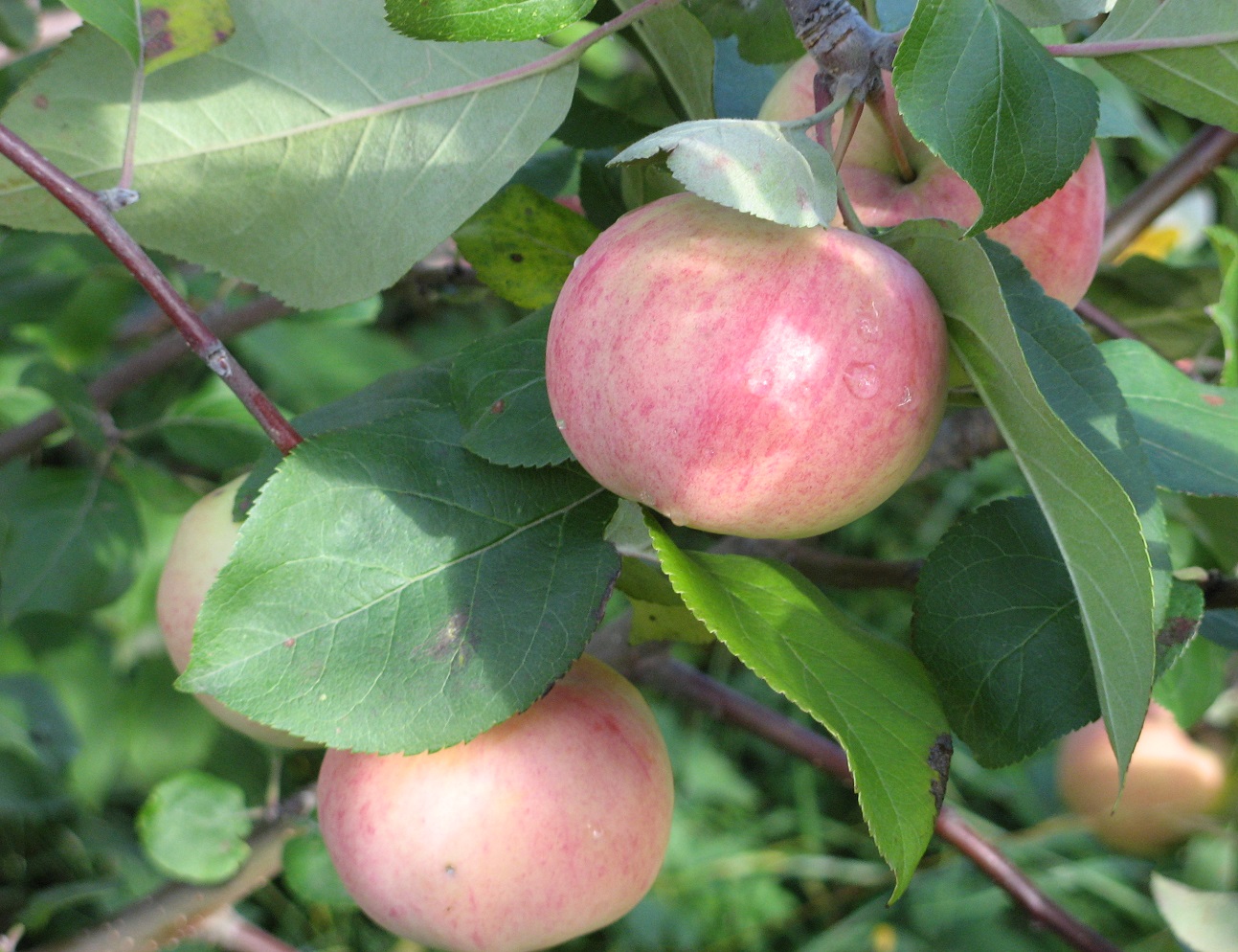 Сорт яблони розочка фото и описание