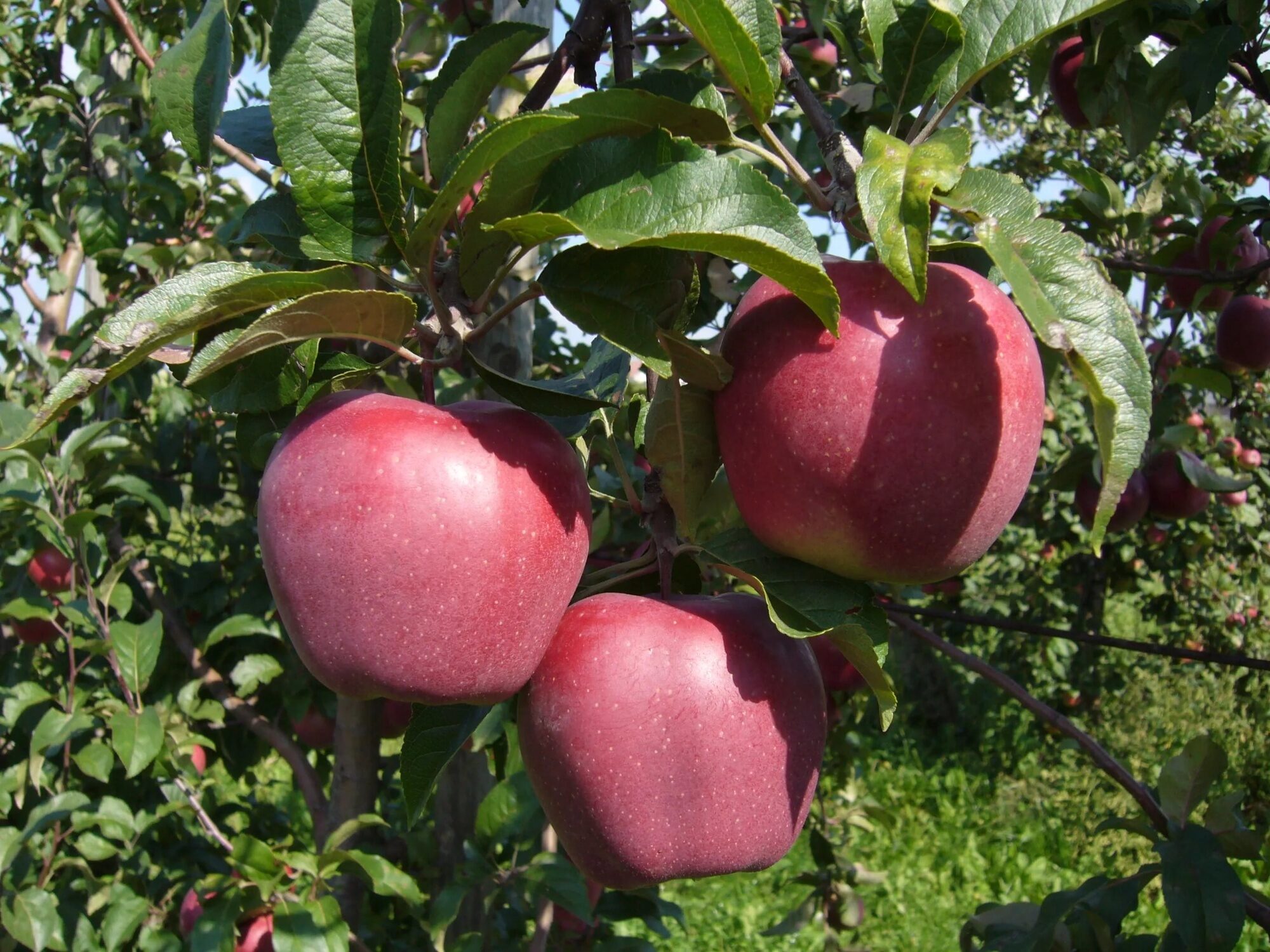 Сорт яблони глостер фото и описание сорта фото