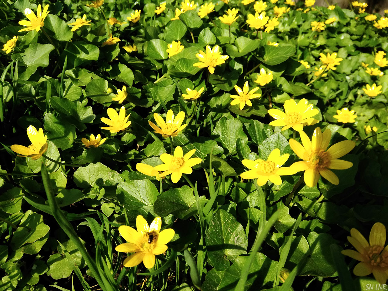 Цветок чистяк весенний фото и описание