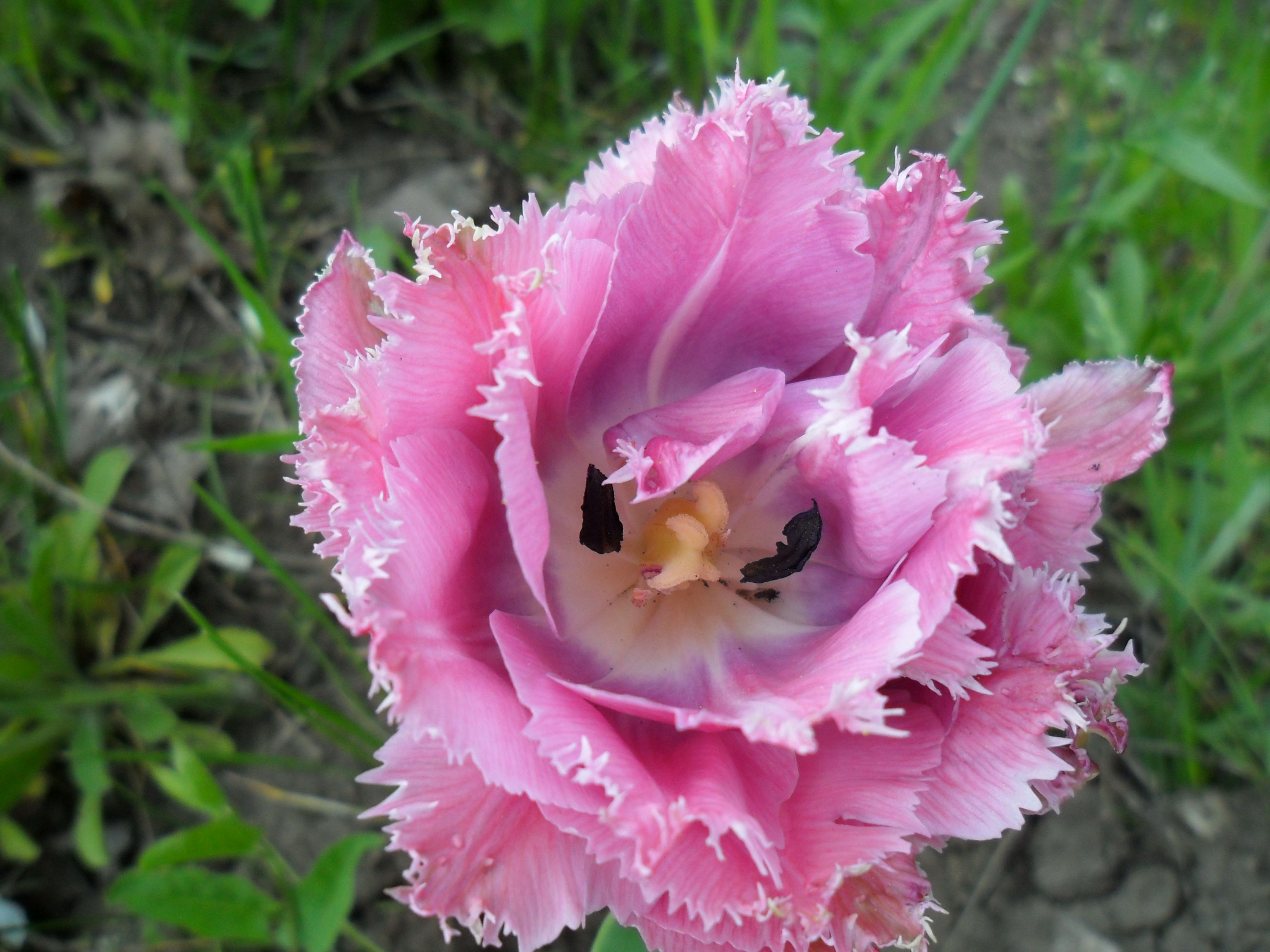 Тюльпан ньюкасл фото и описание сорта