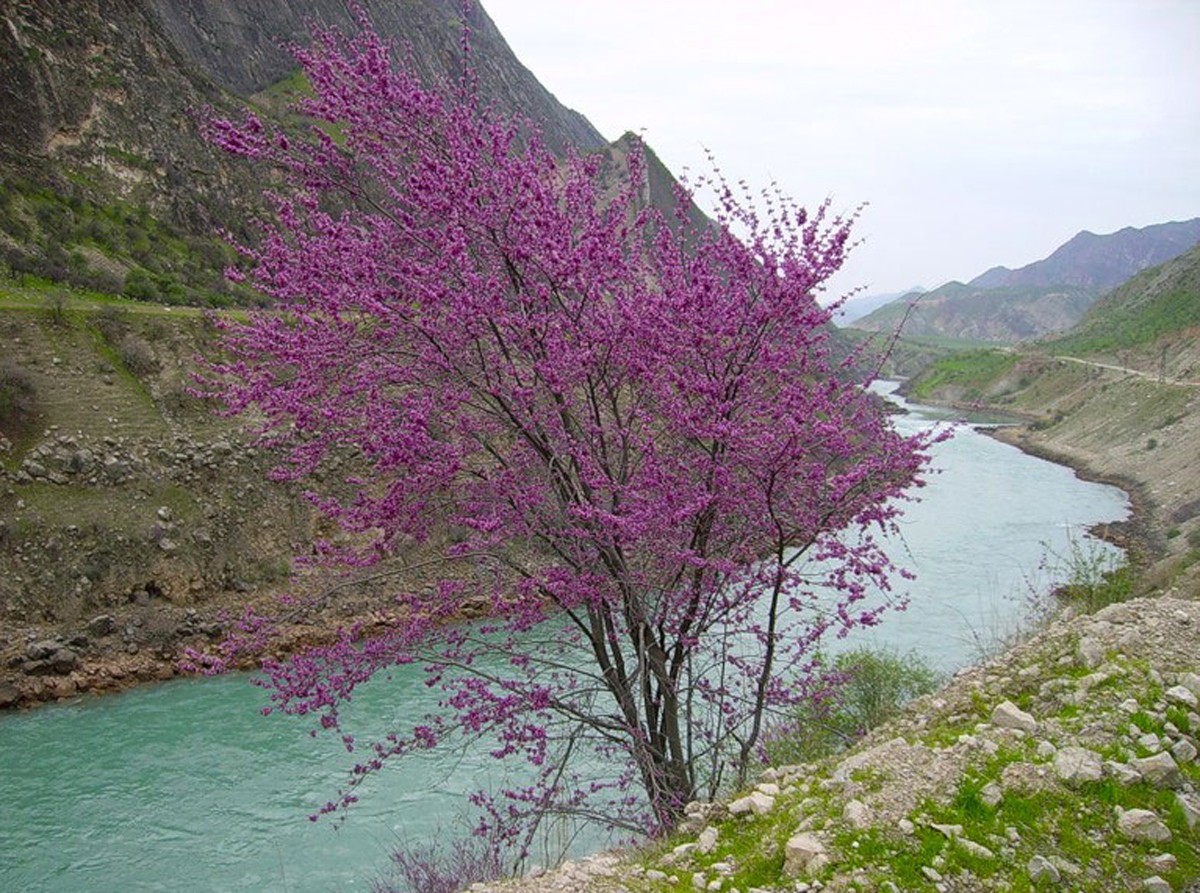 Таджикские цветы. Миндаль цветет Ташкент. Цветение миндаля в Узбекистане. Миндаль Таджикистан на дереве. Цветущие горы Узбекистана миндаль.