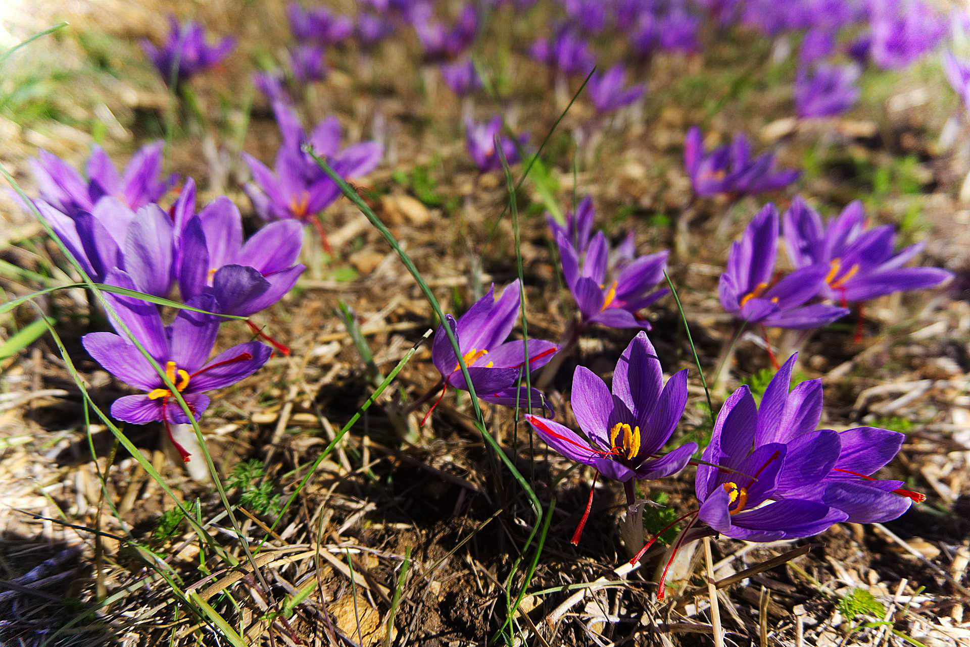 Шафран названия. Крокус Шафран посевной. Шафран посевной (Crocus sativus). Крокус Шафран осенний. Крокус Шафран цветок.