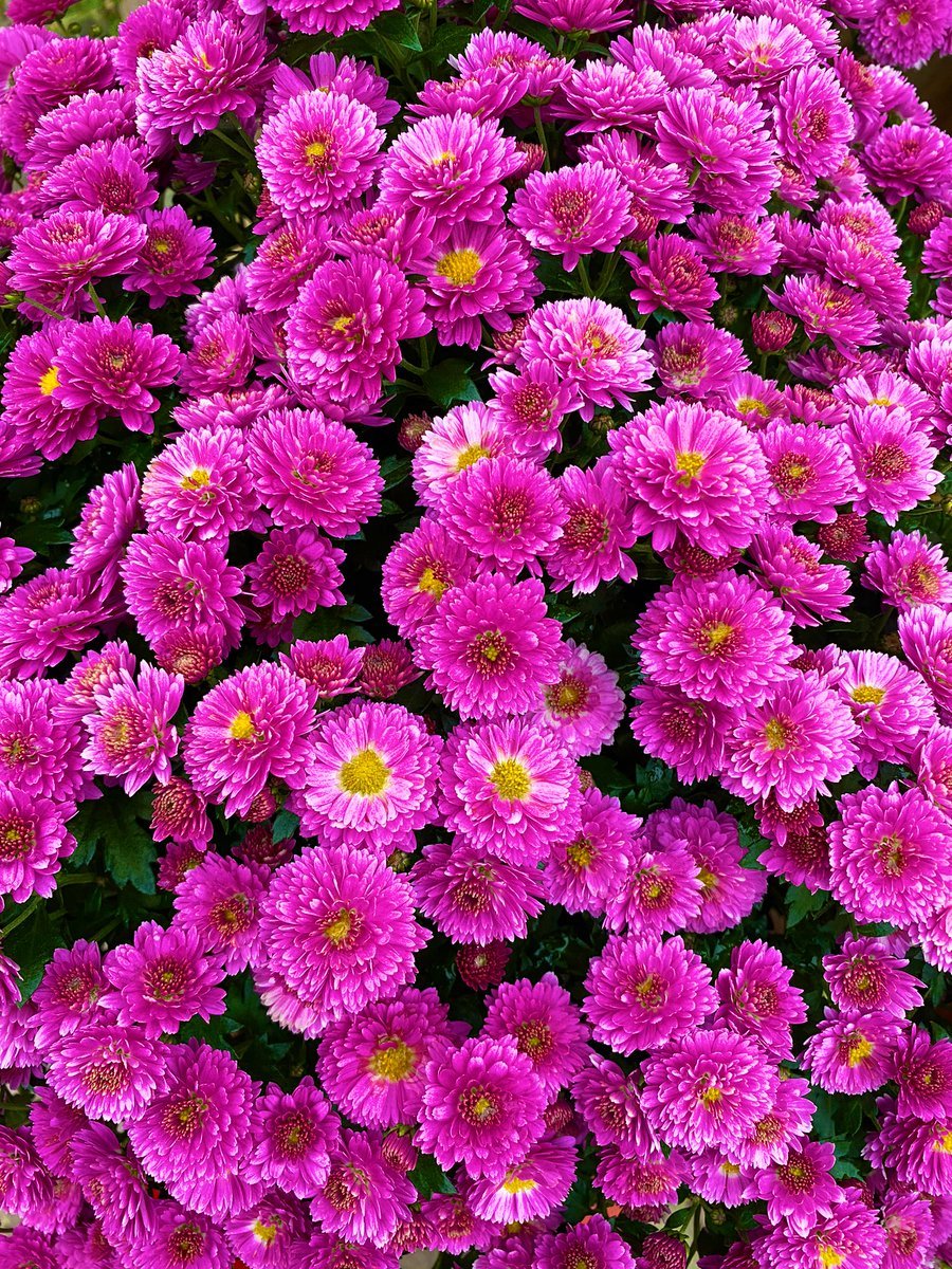 Хризантемы цвета какие бывают фото