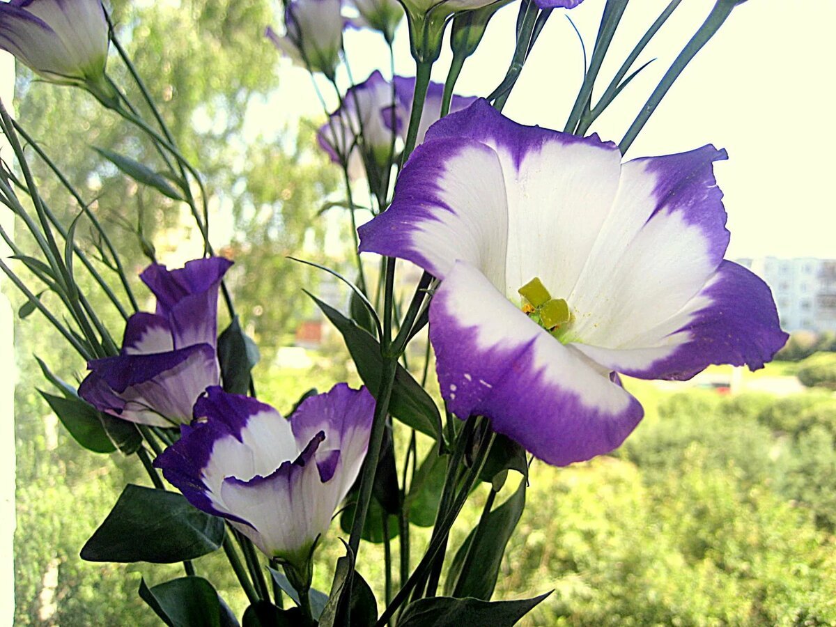 Садовый цветок эустома фото и описание