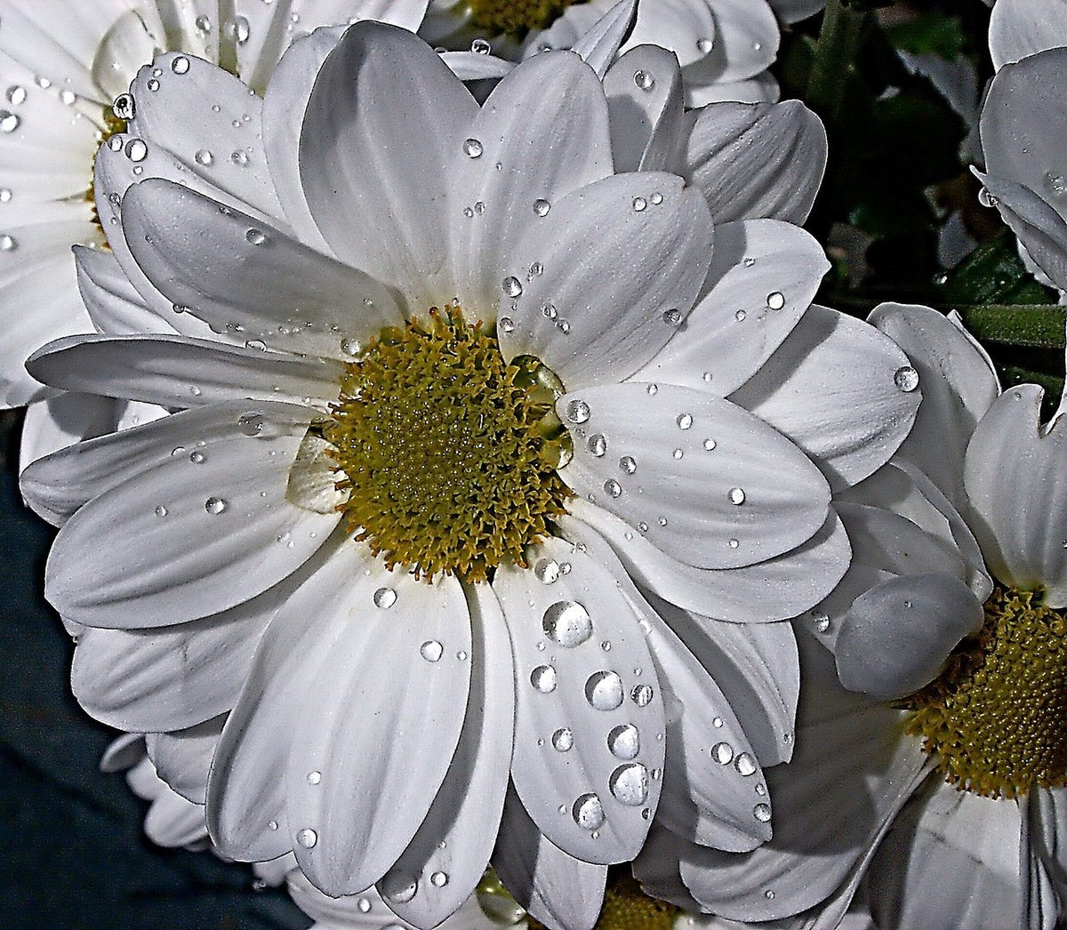Цветы Ромашка Лилия Хризантема