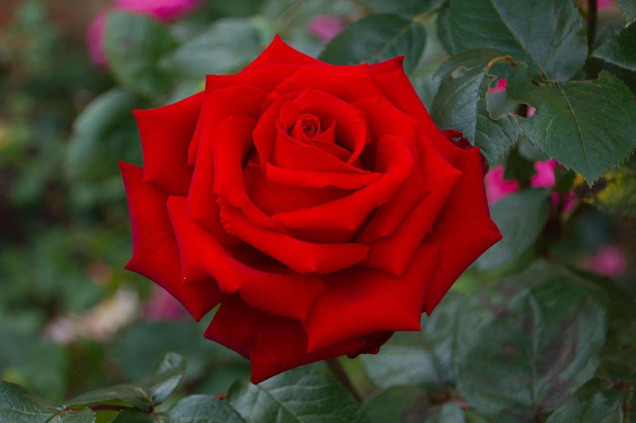 Girandola роза