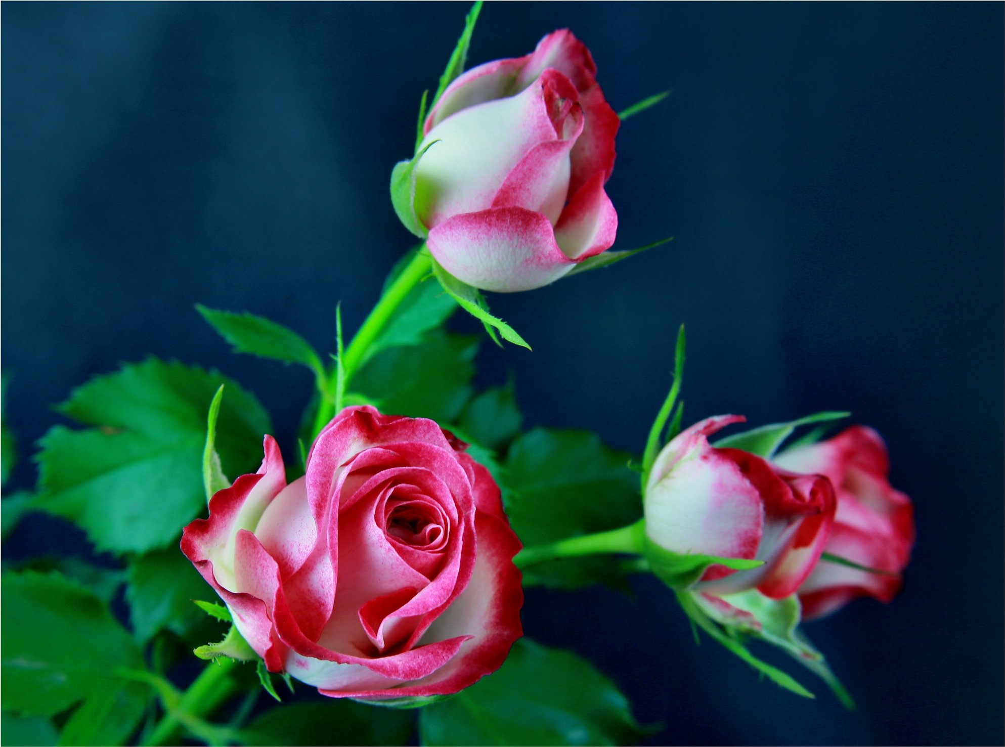 Розы Цветочки