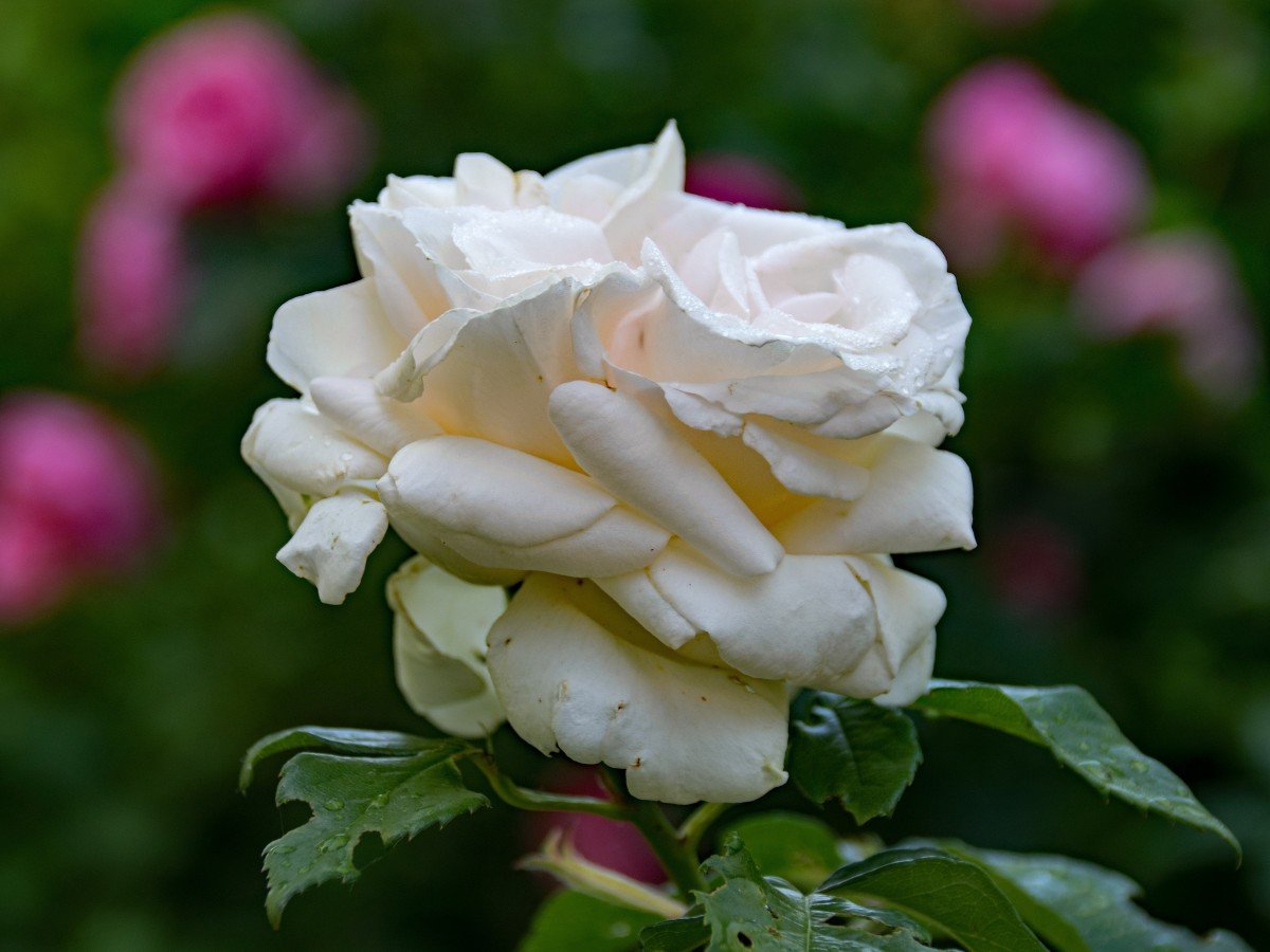 Роза флорибунда Белоснежка