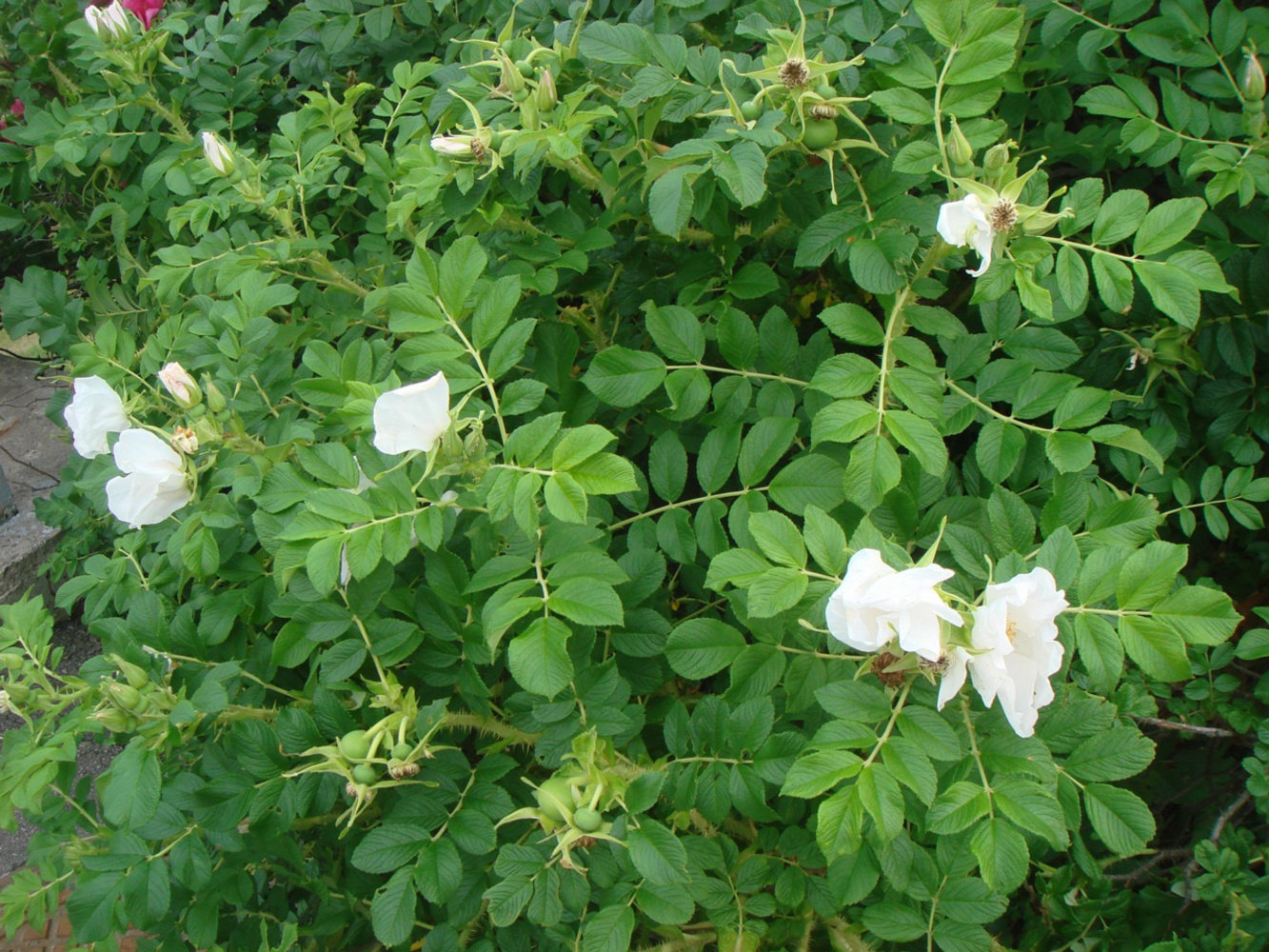 Шиповник (роза ругоза) морщинистый Альба