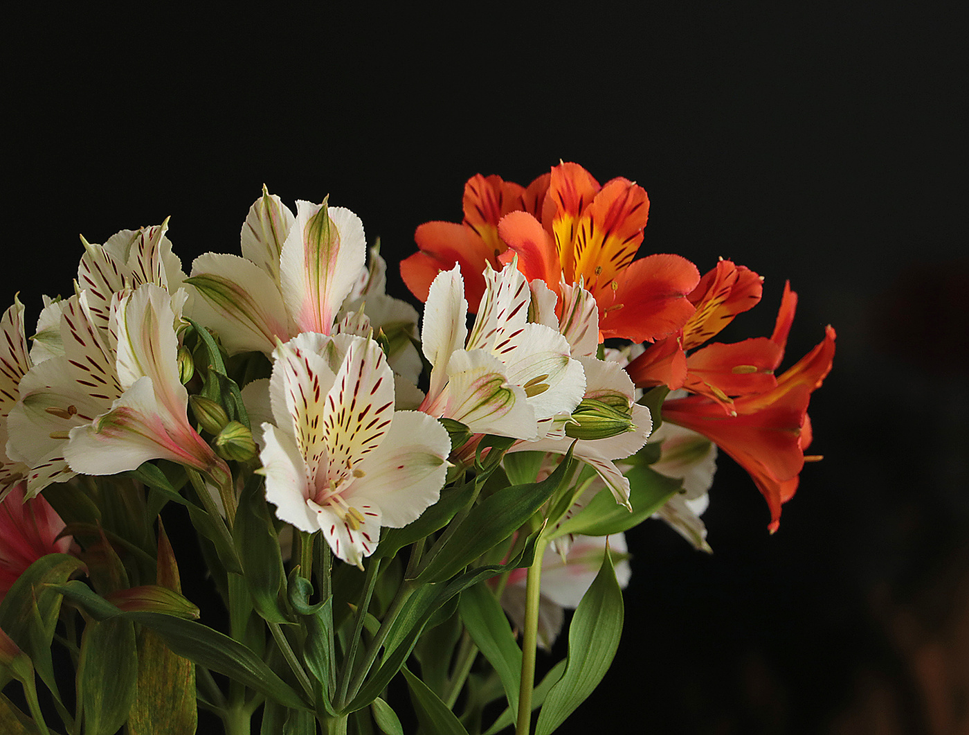 Альстромерия цветок фото крупным планом