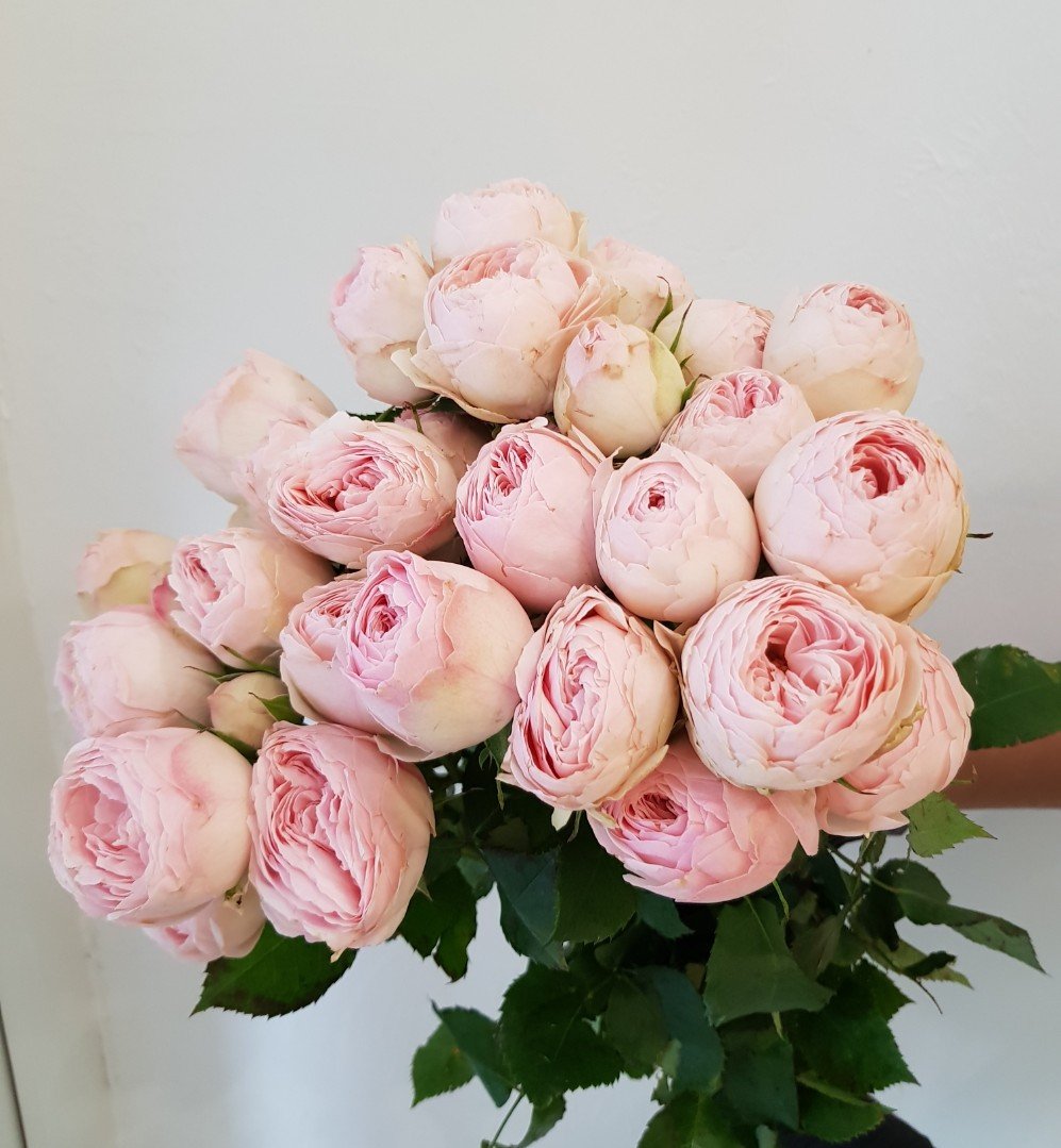 Как выглядят пионовидные розы фото