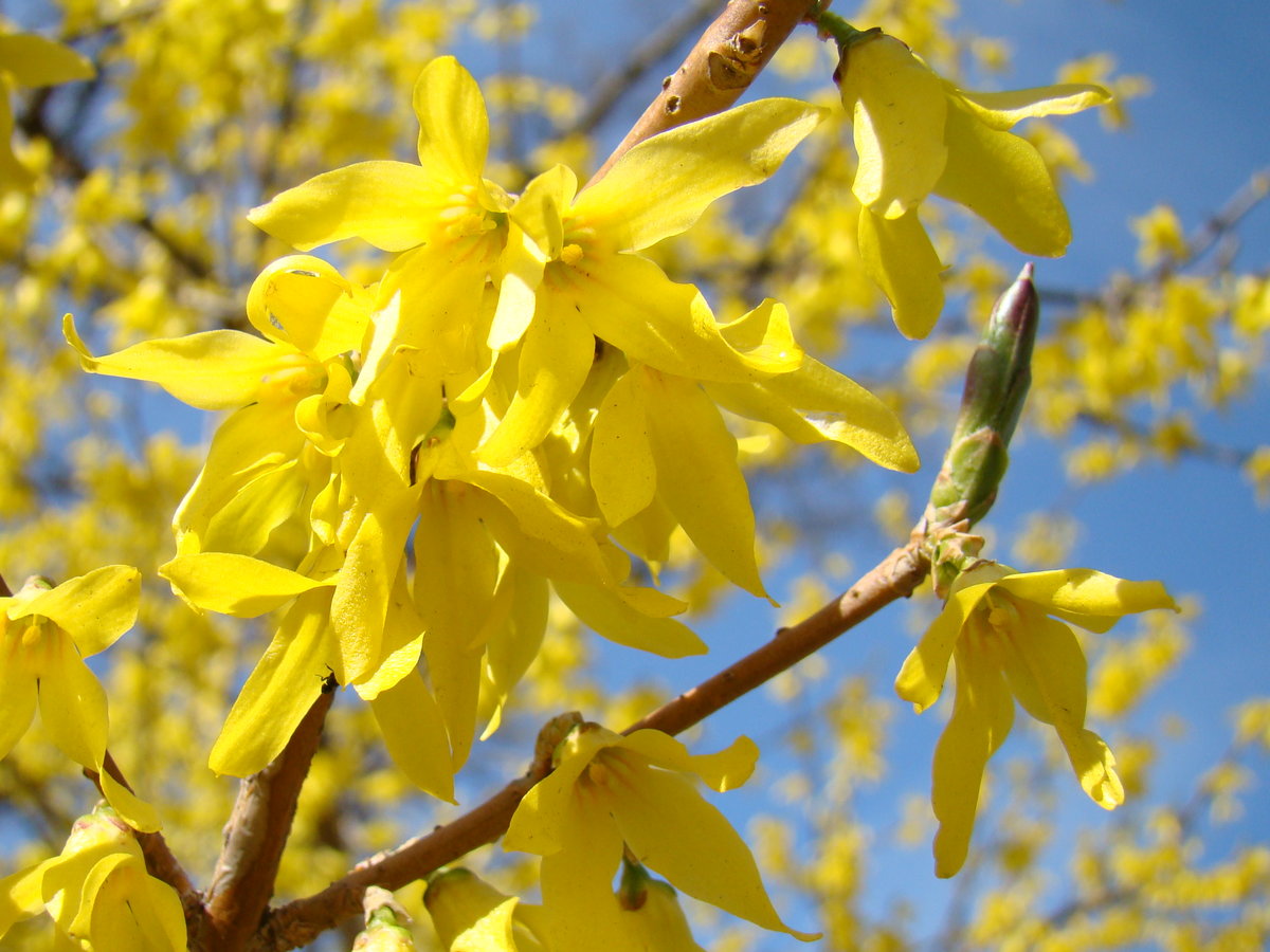 Кусты цветут весной желтым цветом. Форзиция Медоуларк. Форзиция Тетраголд. Форзиция джиральда.