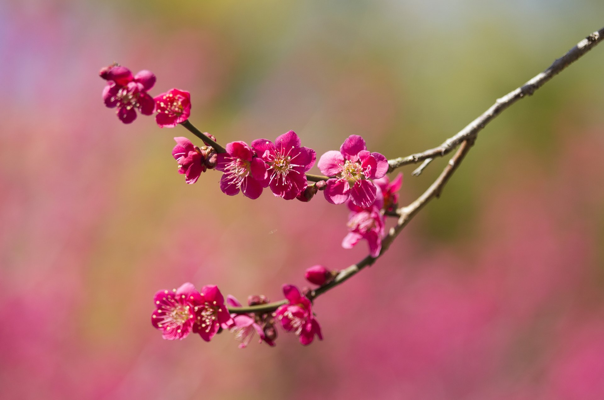 Ветка цветущей Сакуры