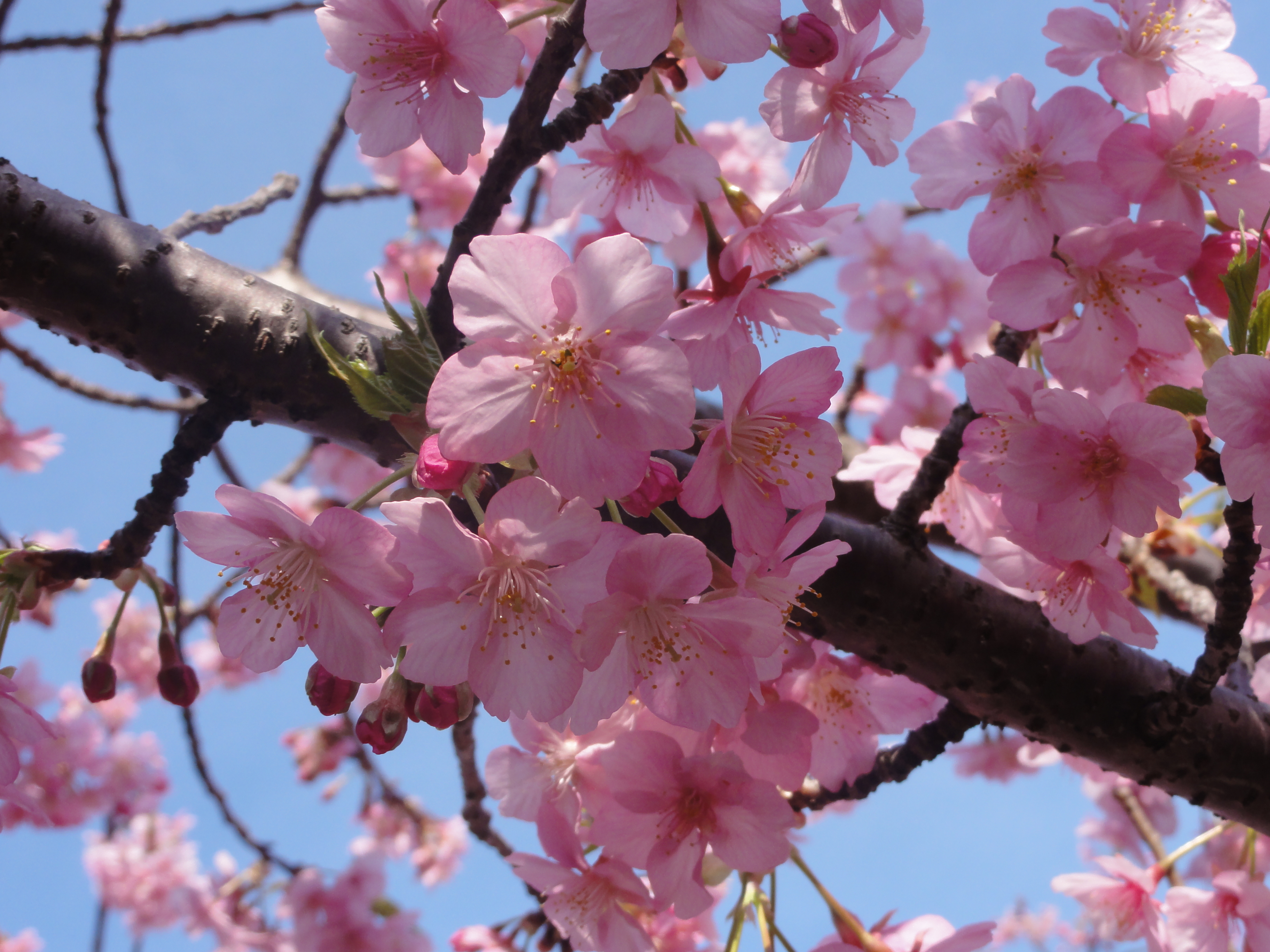 Про цветущие деревья. Сакура пурпурная (мелкозубчатая. Сакура японская вишня. Вишня мелкопильчатая. Цветущая Сакура дерево.