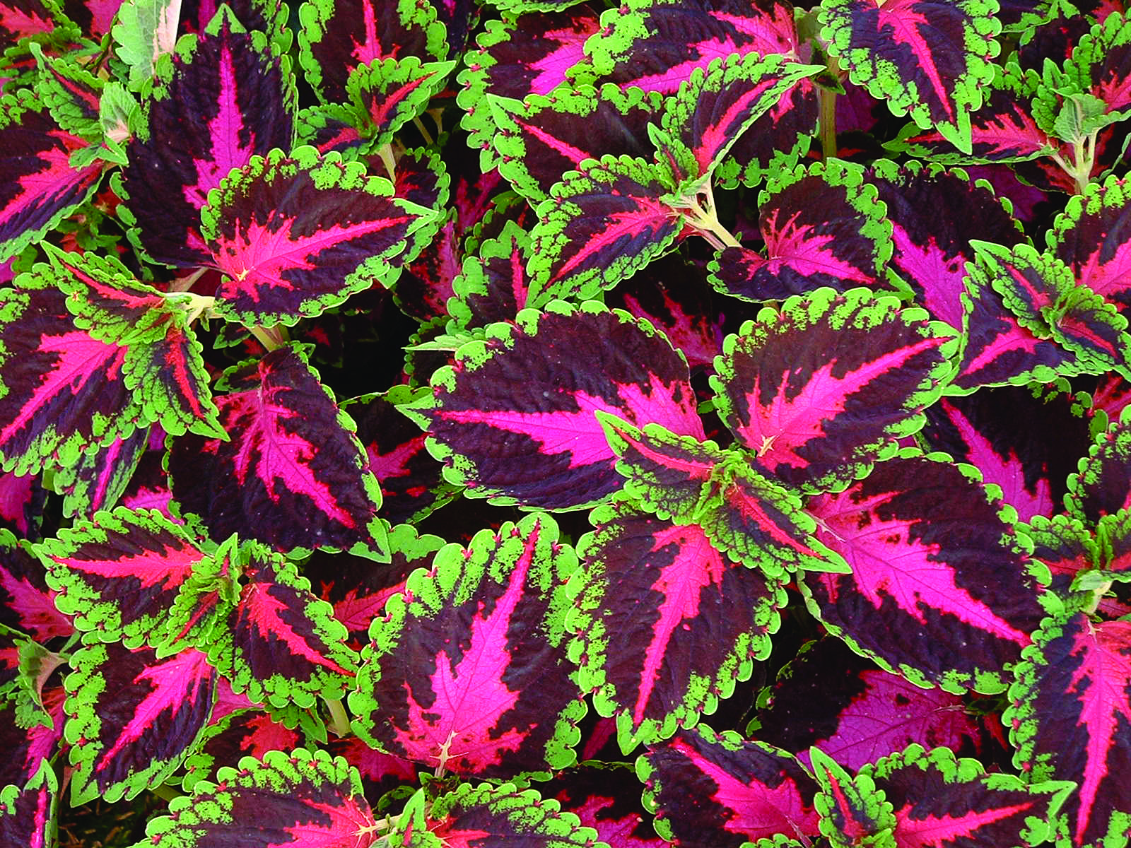 Растение с цветными листьями фото и название