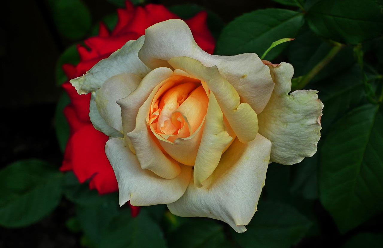 Чайная роза цветение